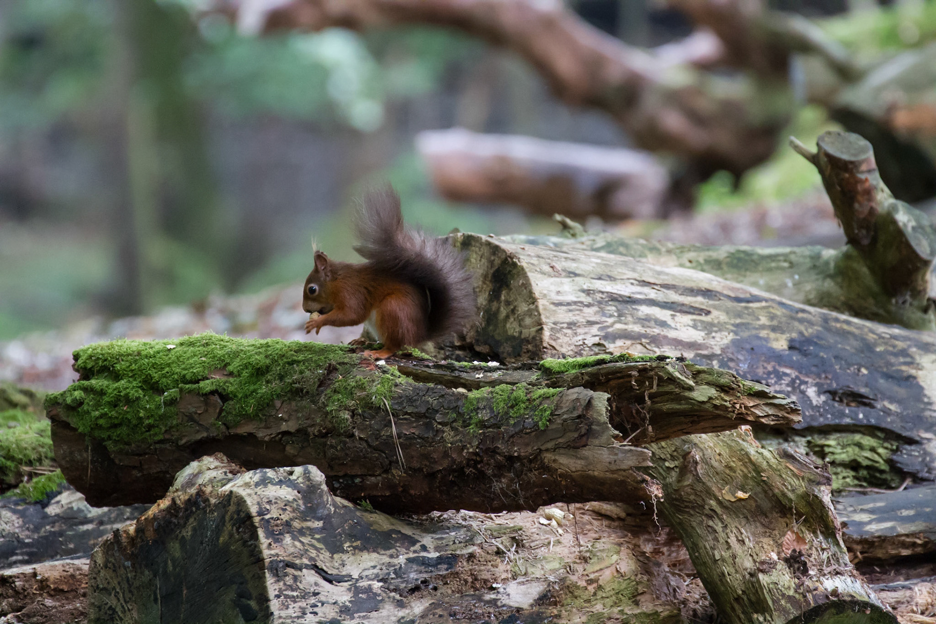 Red squirrel in the woods, Brownsea Island