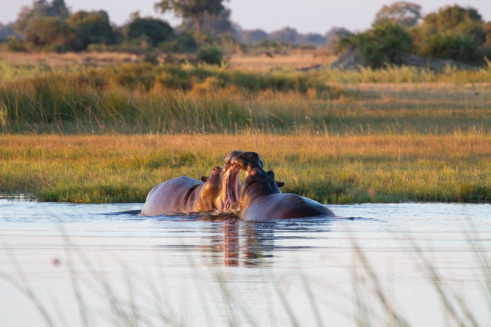 Hippos, Okavango Delta