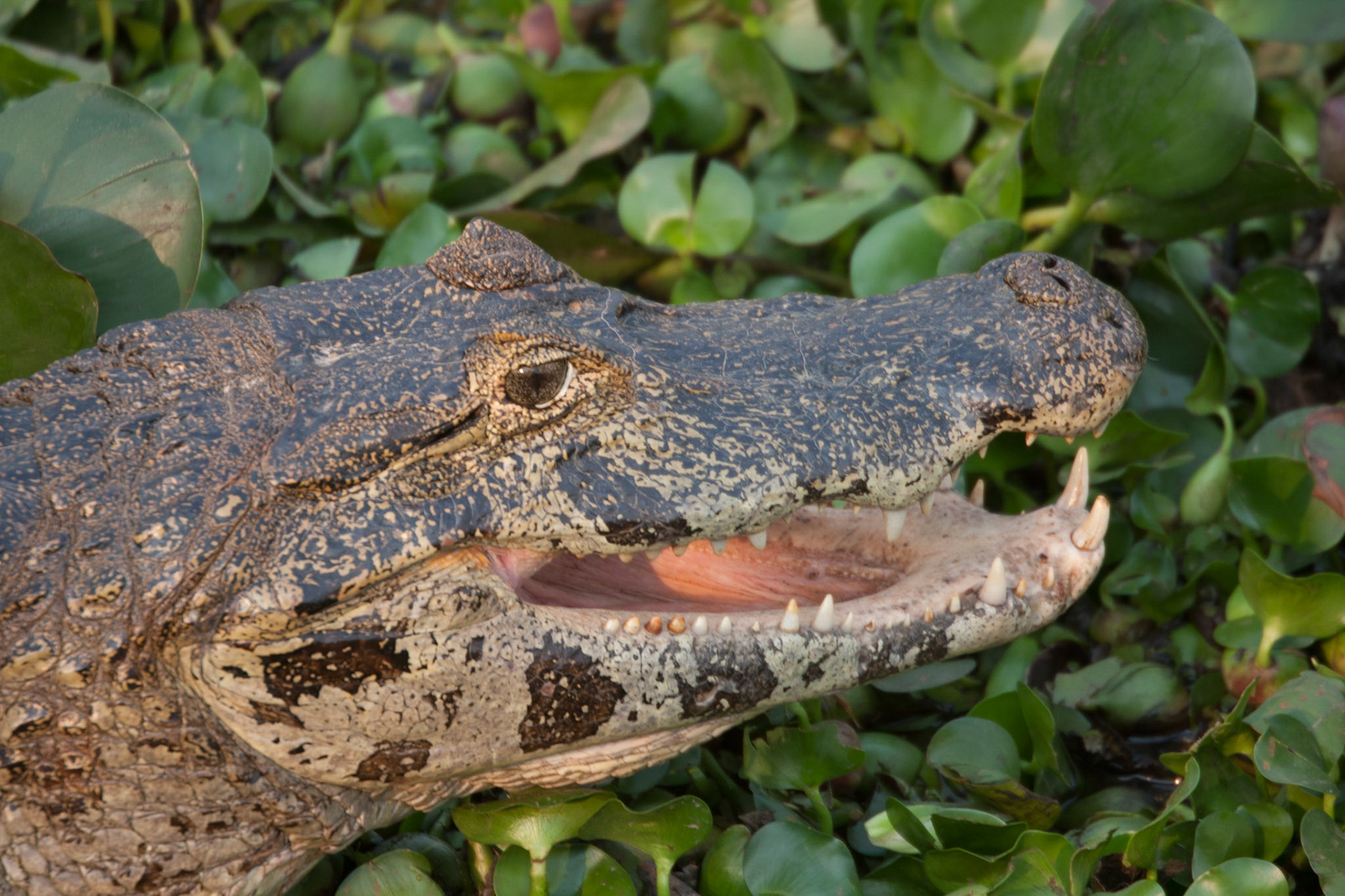 Caiman