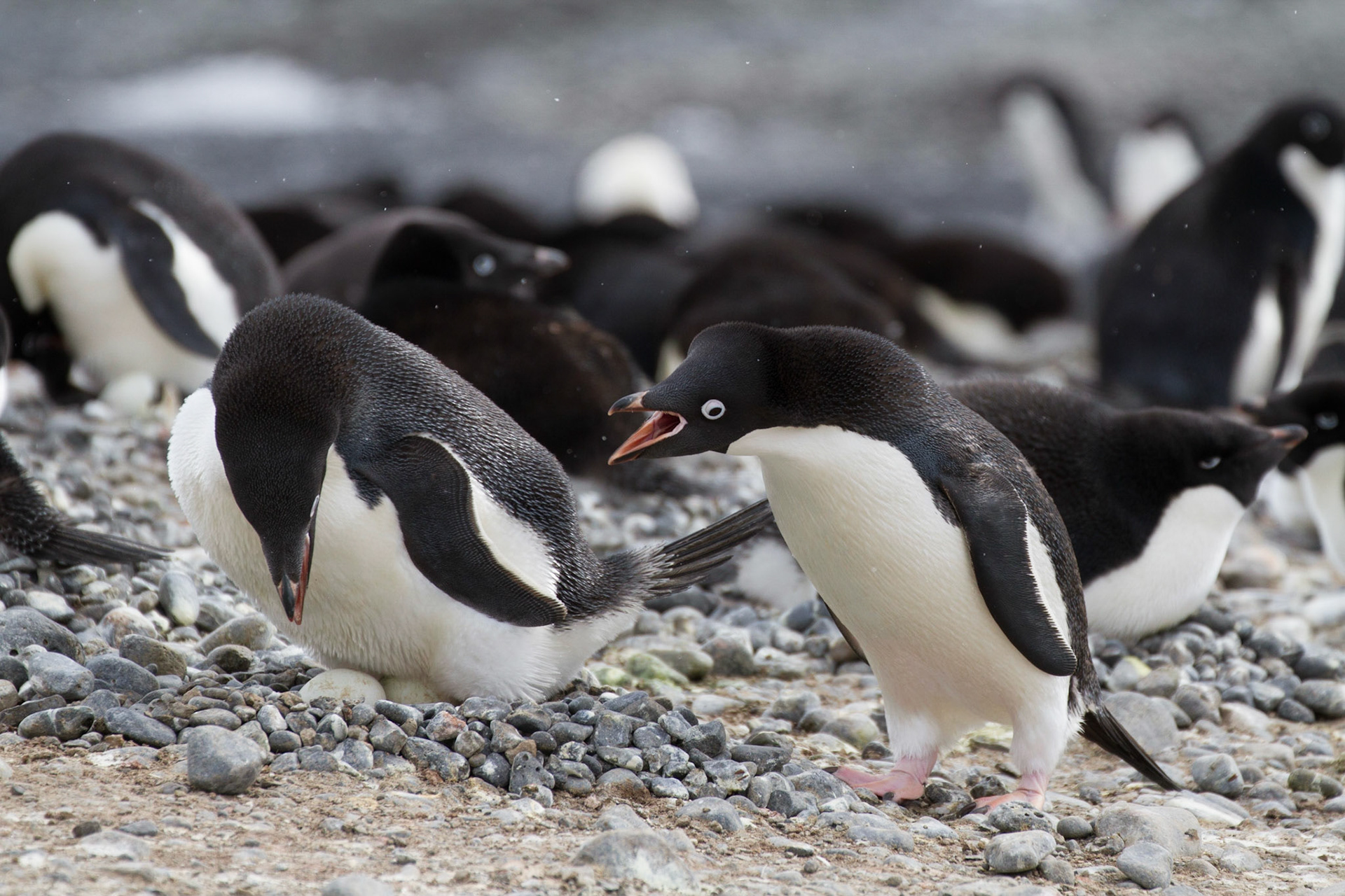 Pair of Adelie penguins