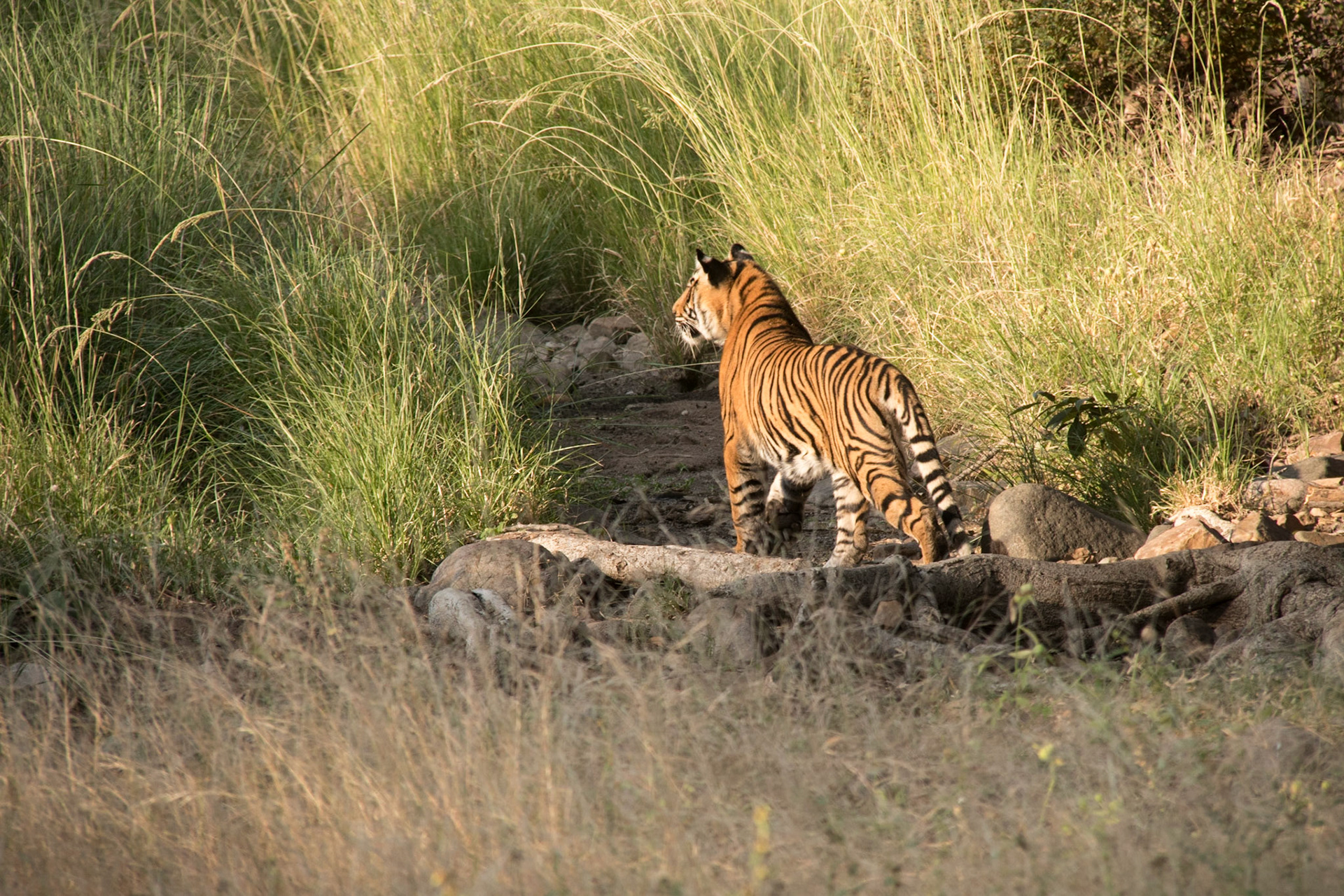 Tiger cub, Ranthambore zone 2