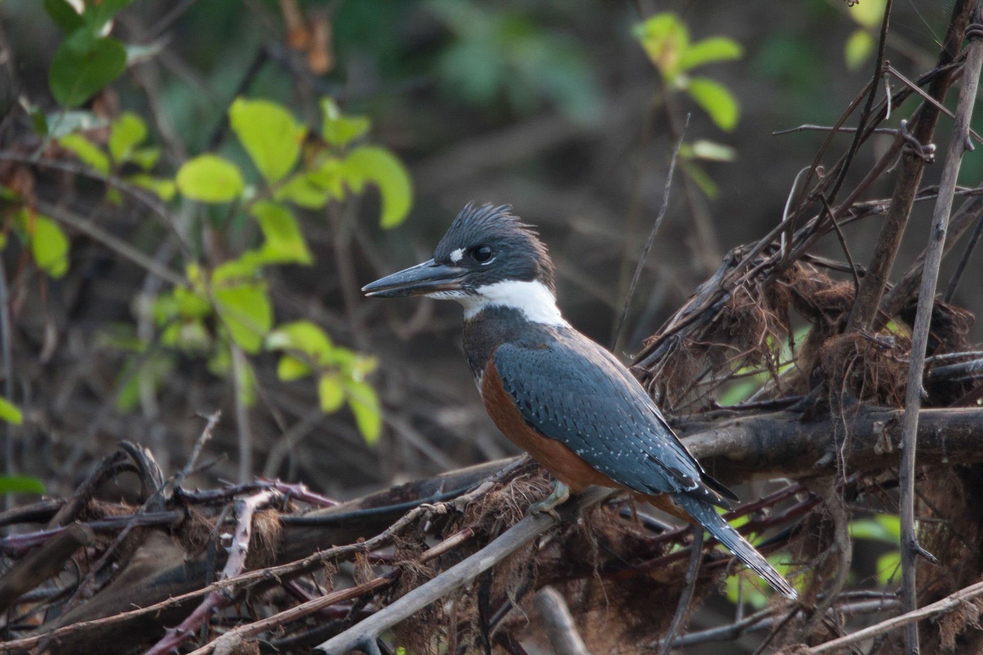 Male ringed kingfisher