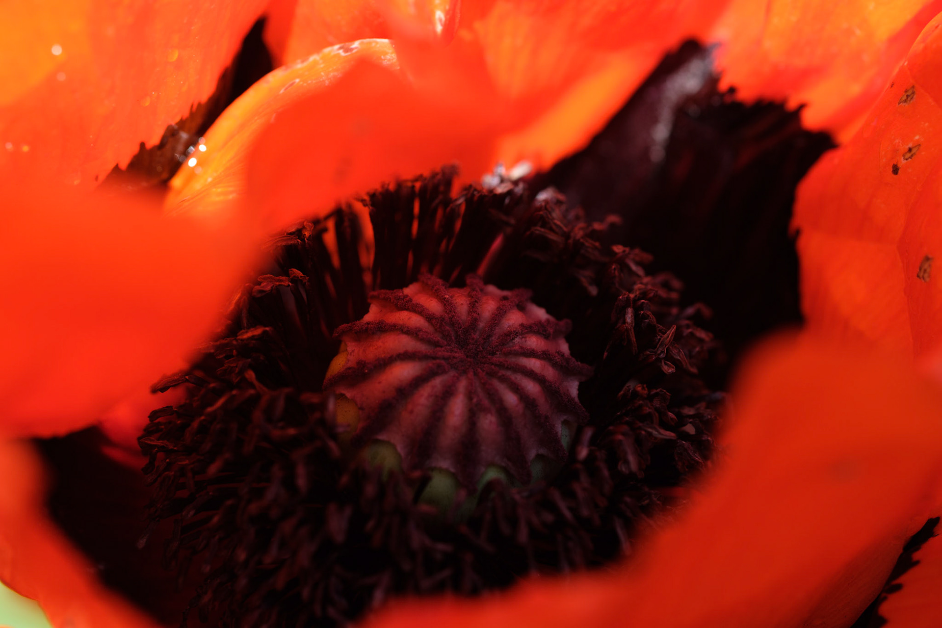 Poppy