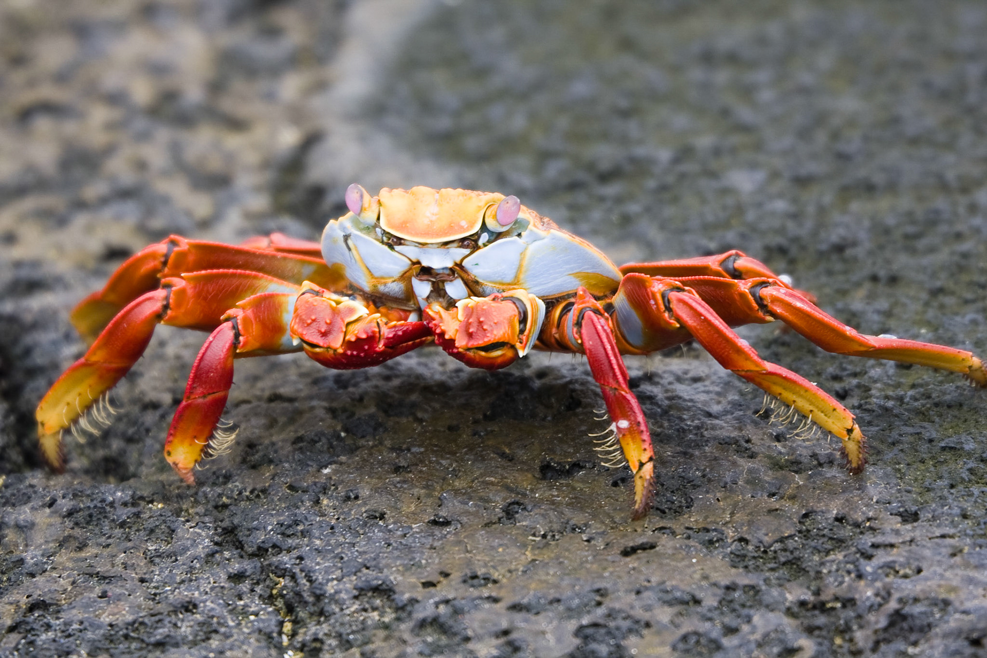 Sally Lightfoot crab