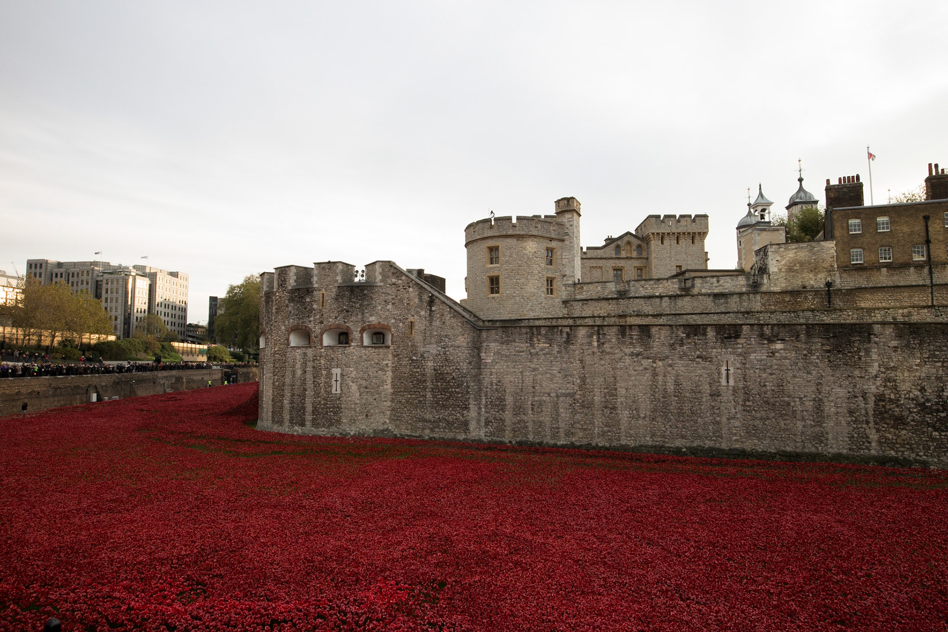 Poppies in moat at Tower of London