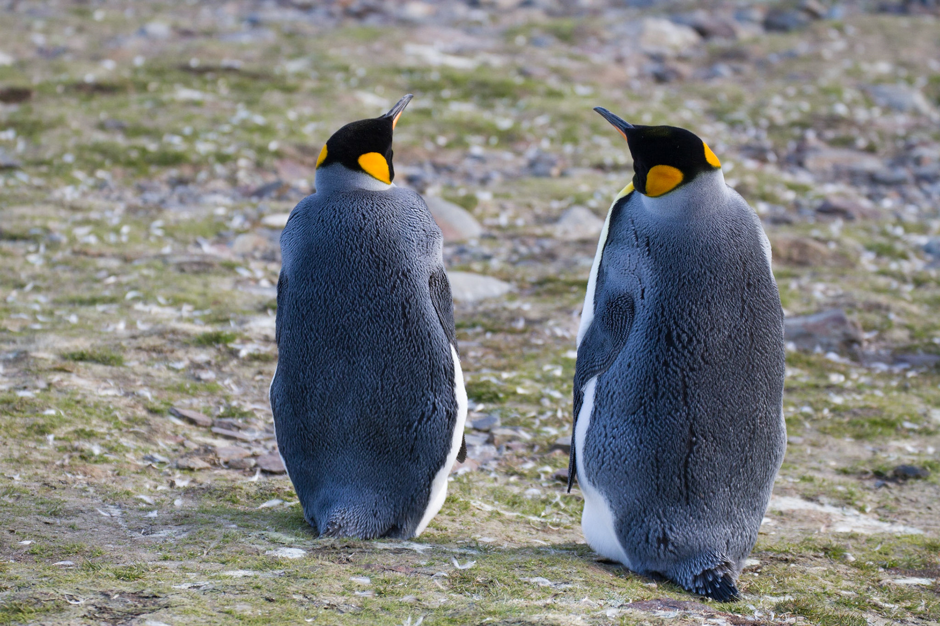 King penguins