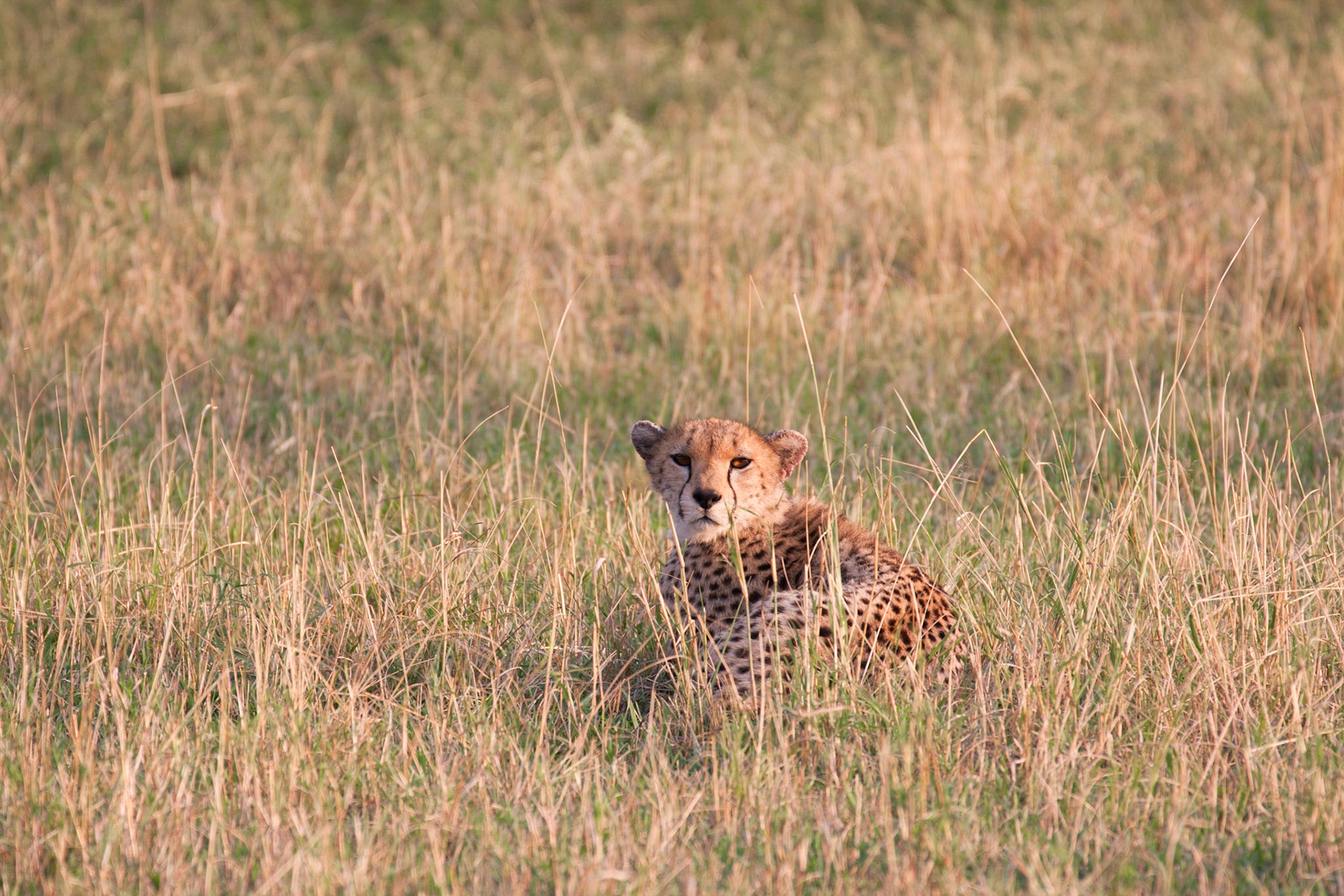 Female cheetah