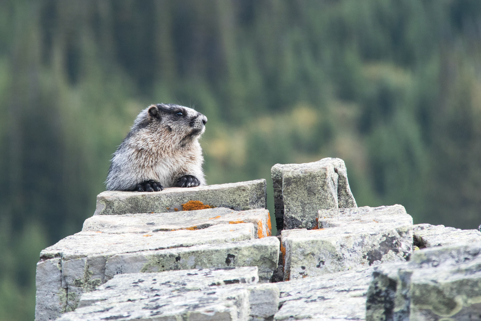 Marmot