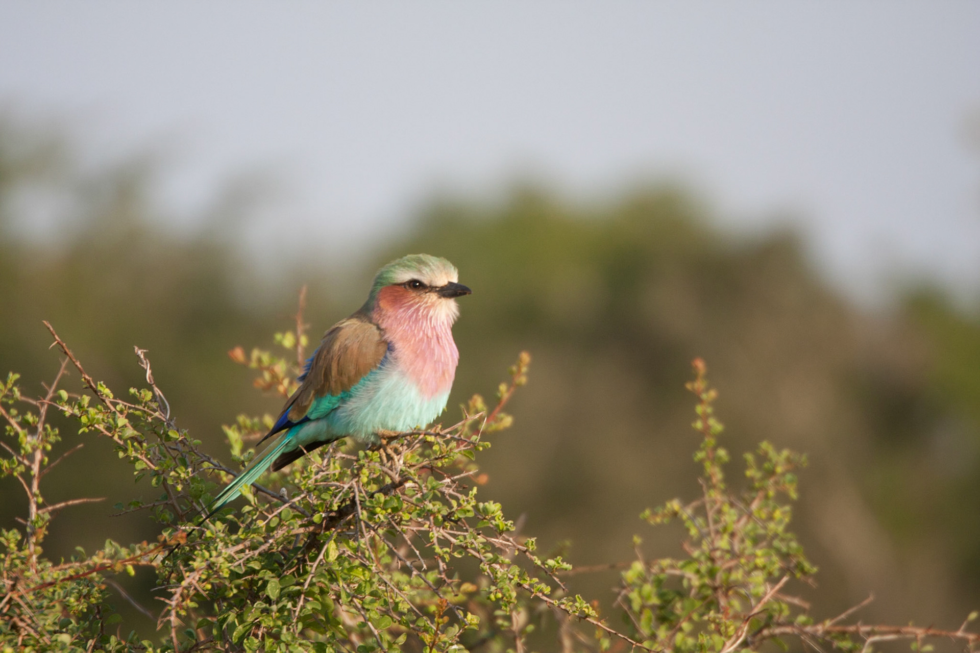 Lilac breasted roller