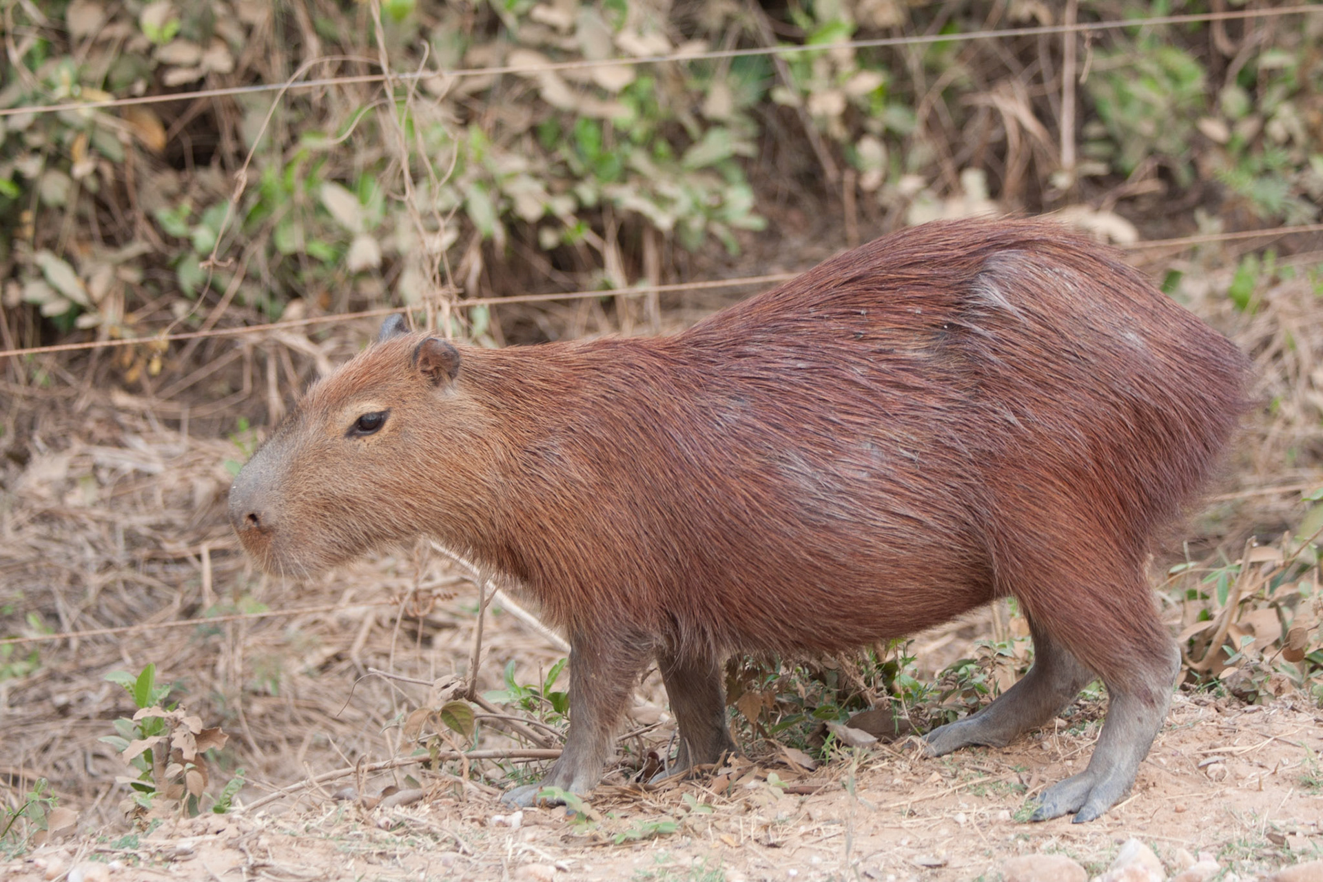 Capybara