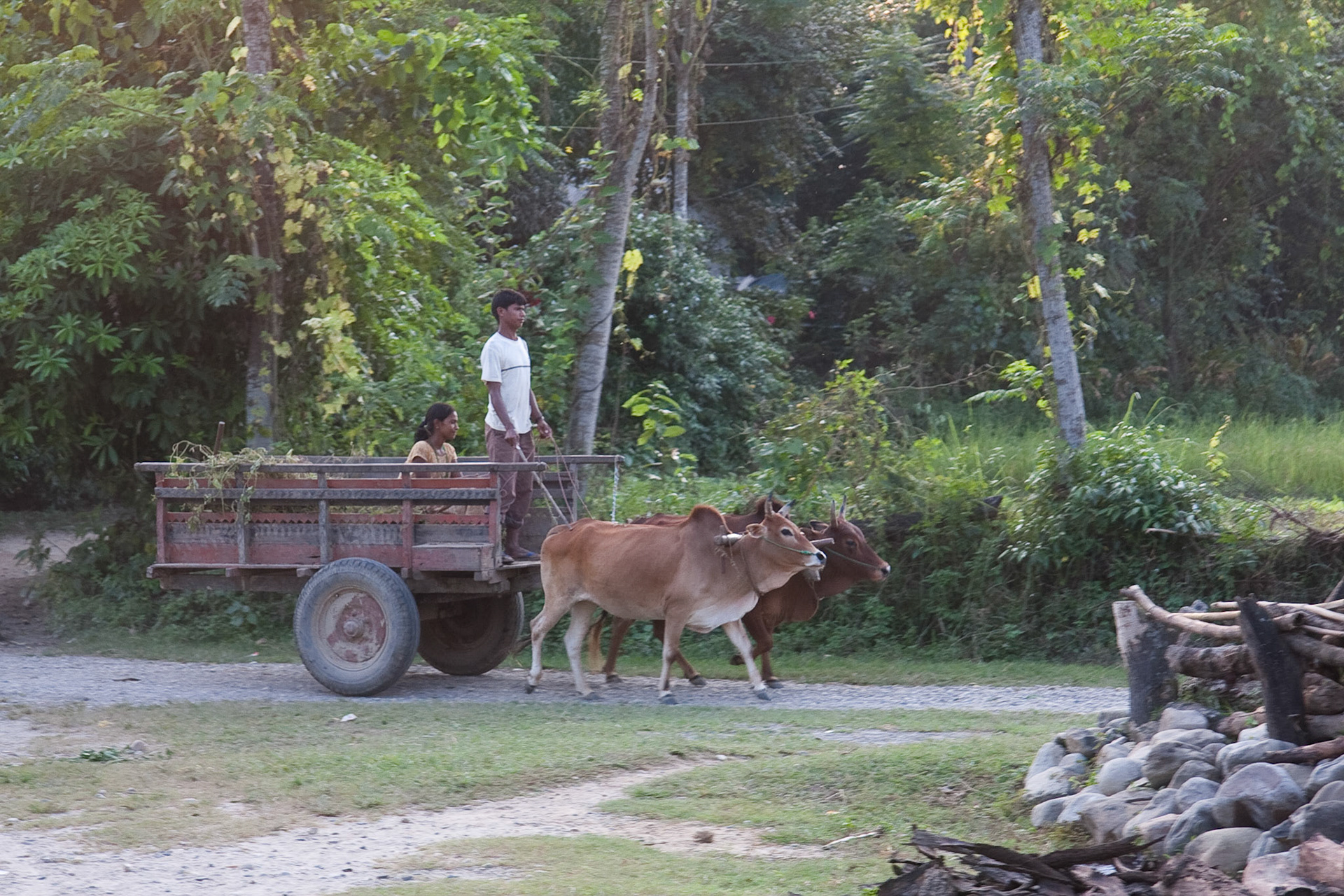 Local transport near Tharu Lodge