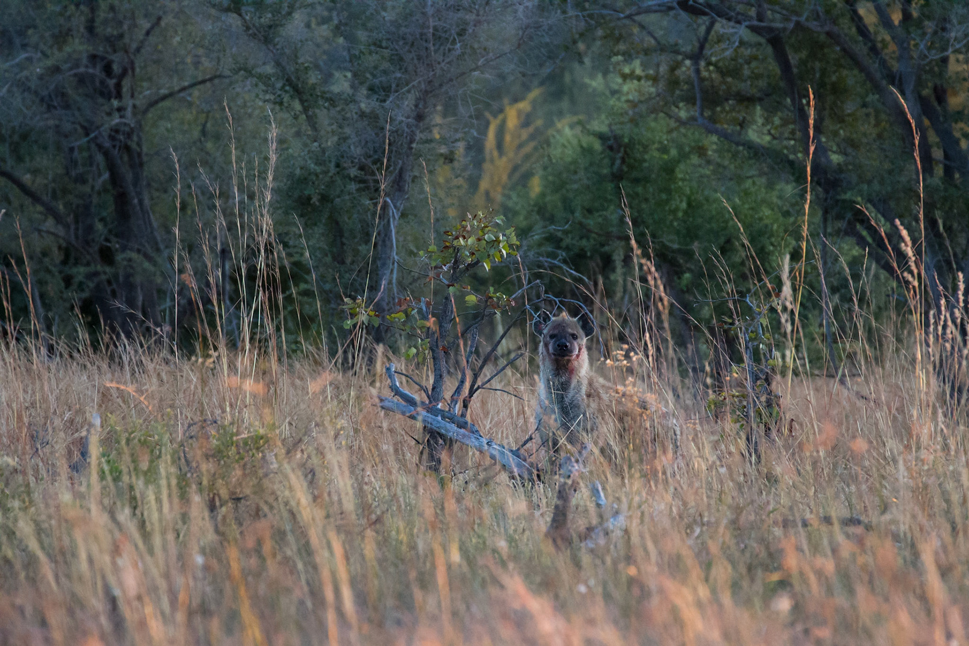 Hyena trying to steal the wild dog kill