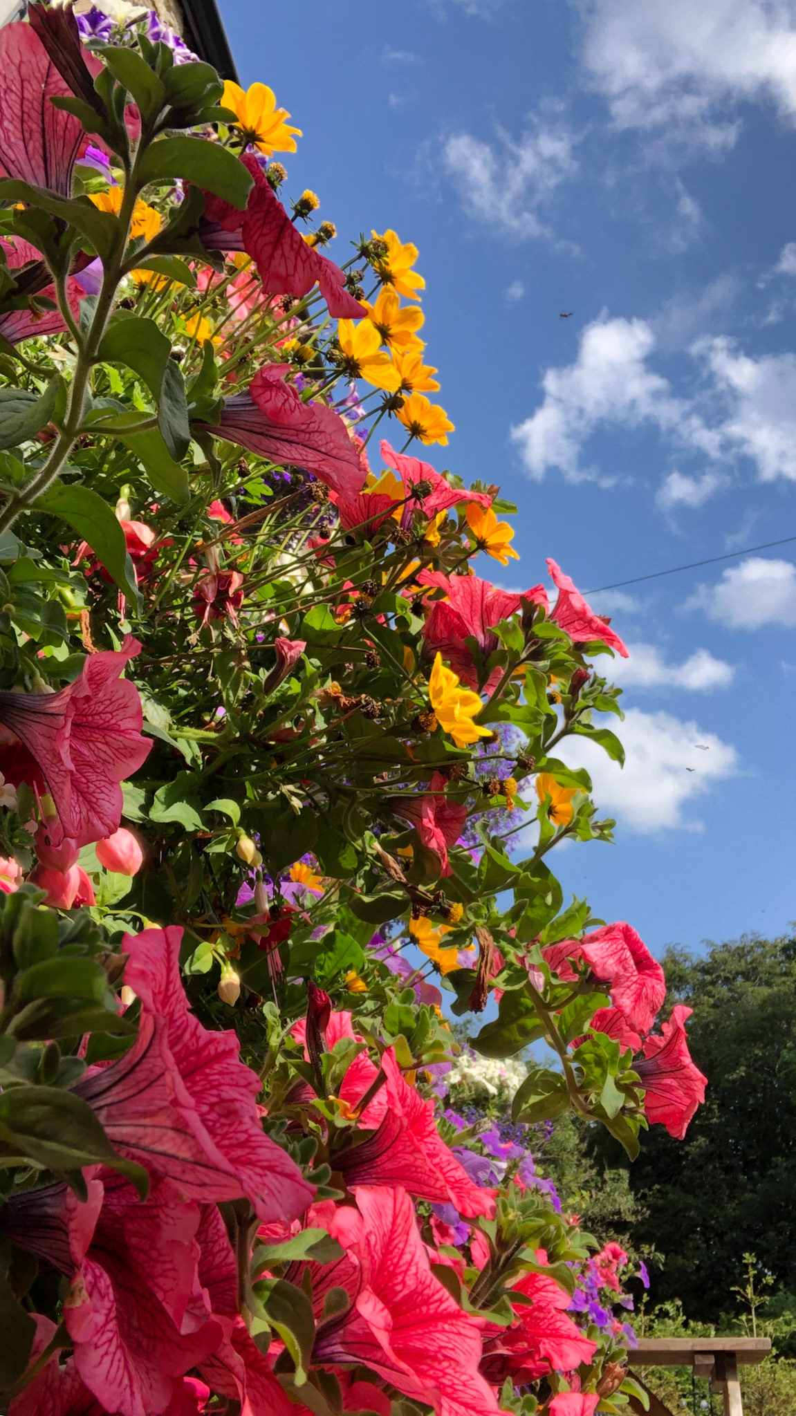 Flowers at The Postgate, Egton Bridge
