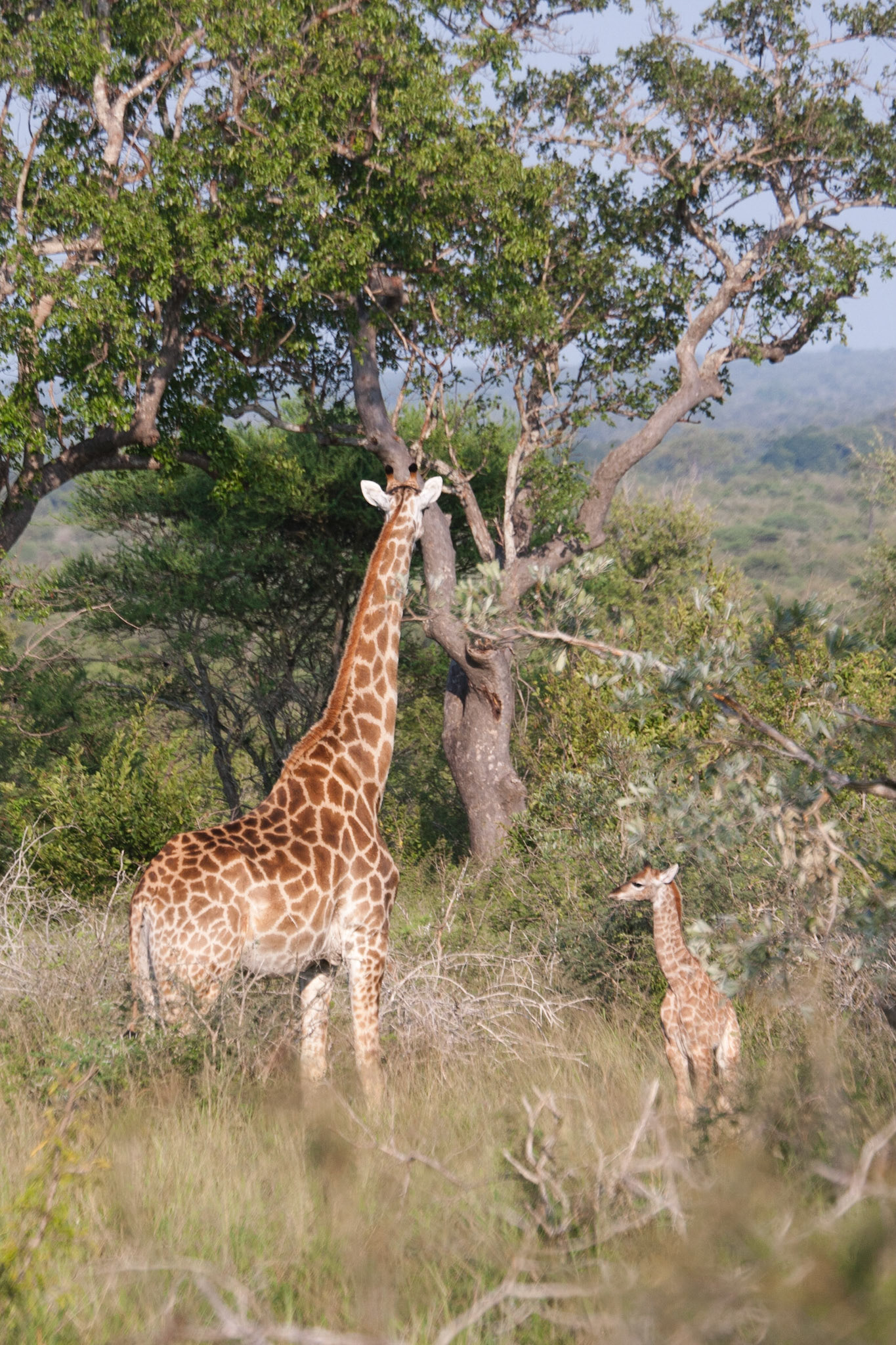 Giraffe with baby (less than a week old)
