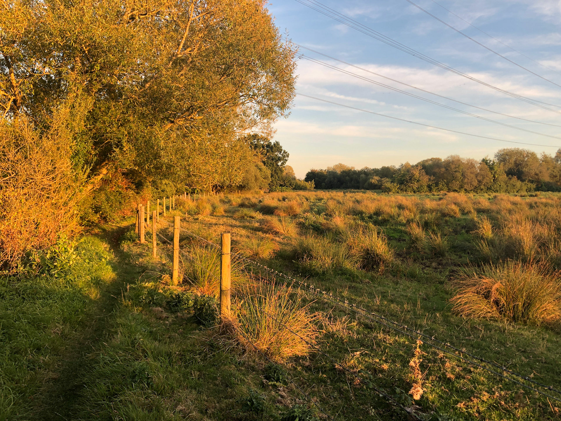Evening light Lower Test Nature Reserve