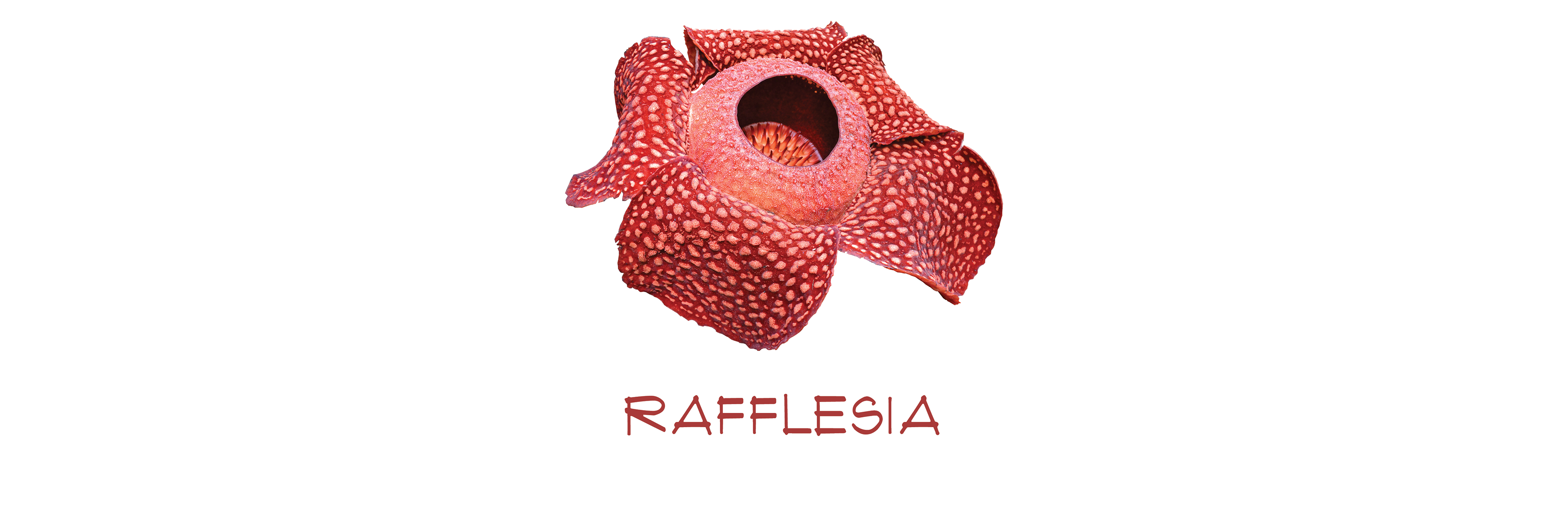 rafflesia png