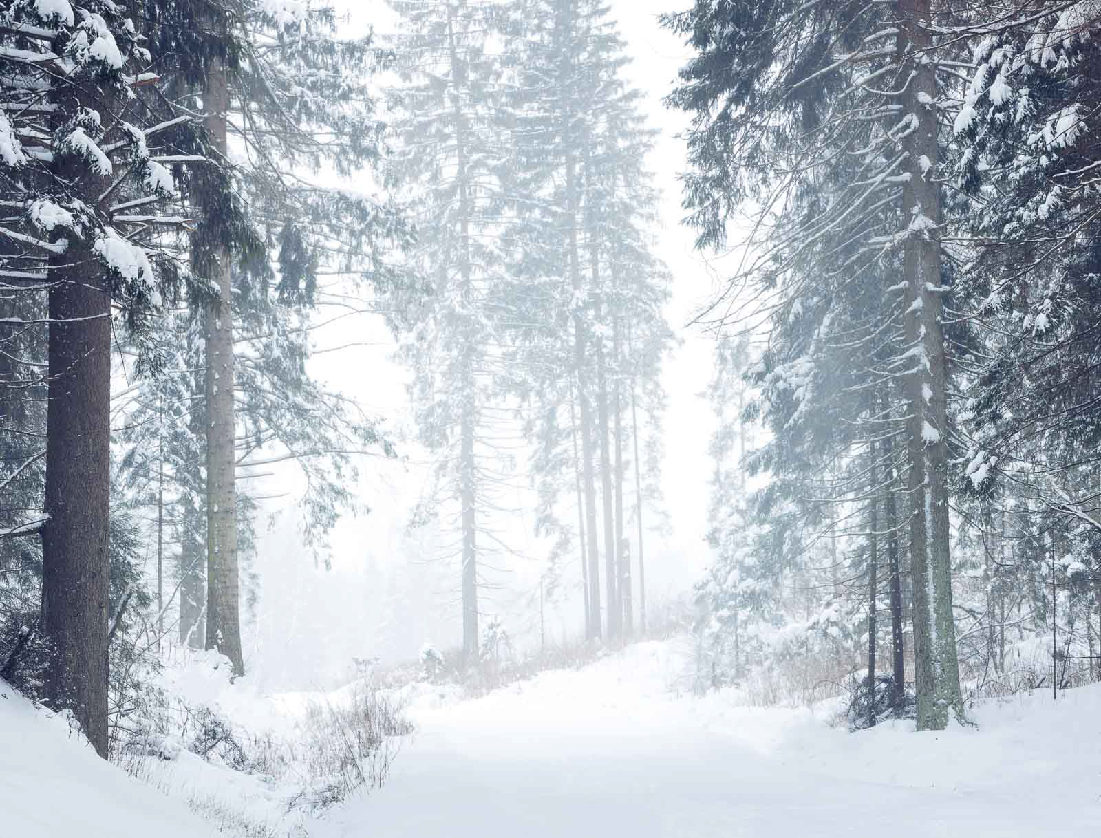 A blizzard in the forest