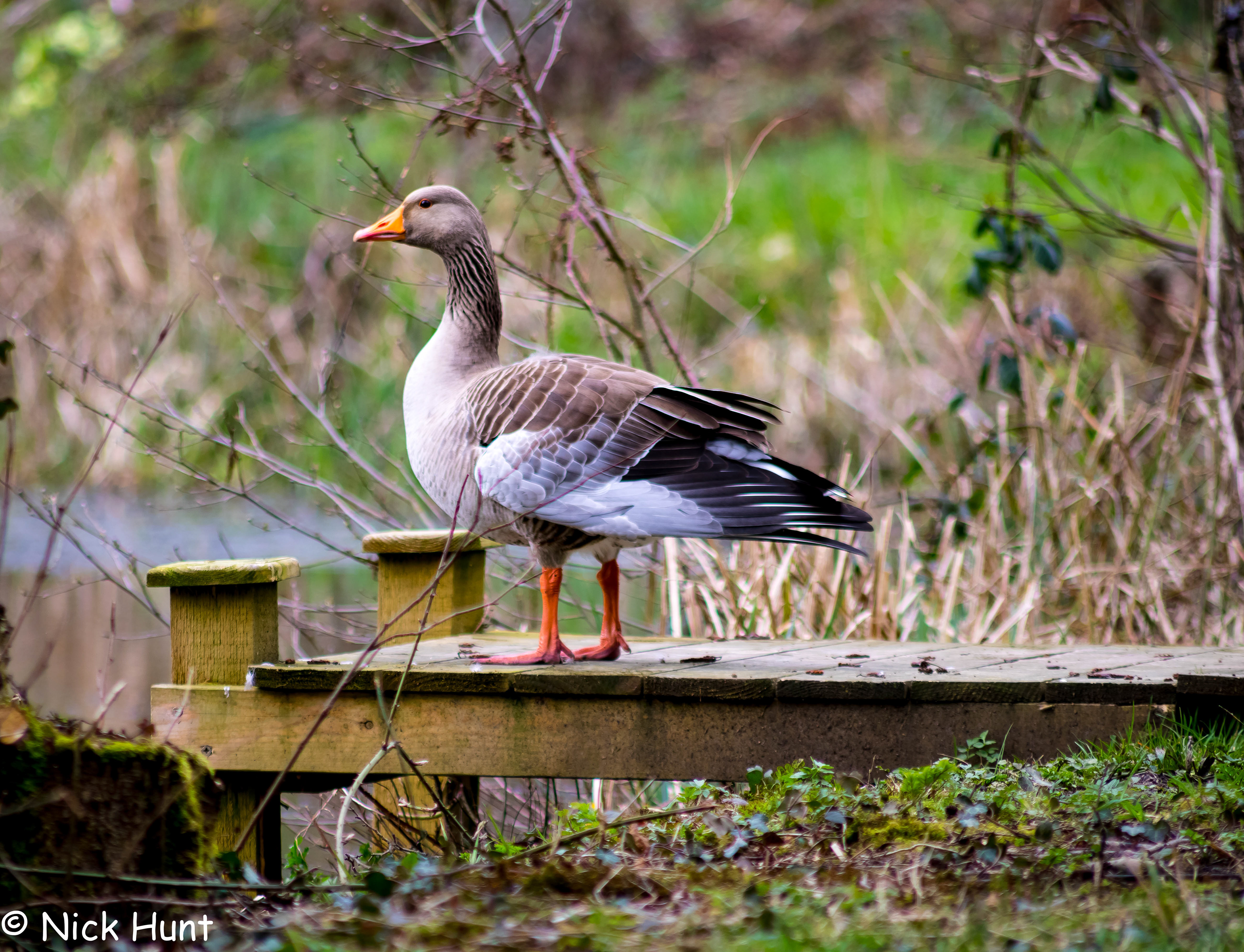 Greylag Goose