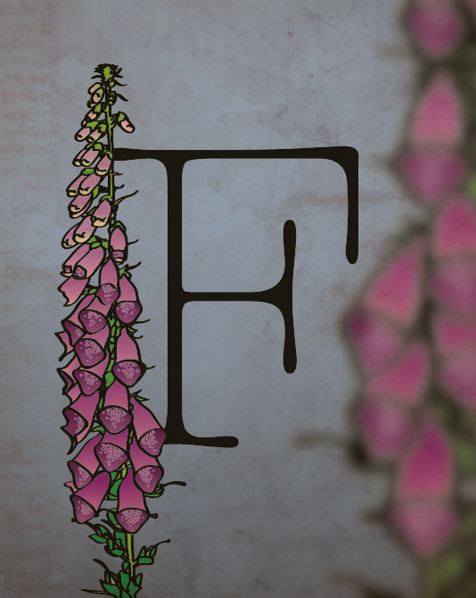Foxglove