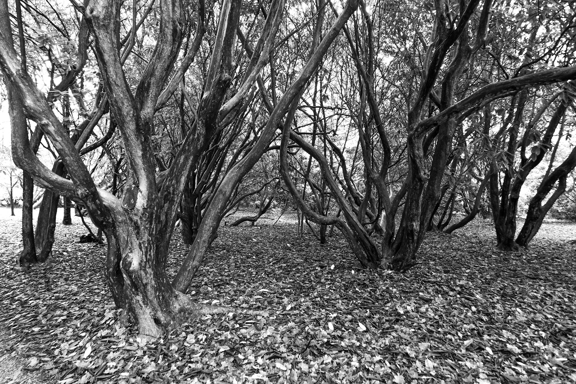 Historic Wood