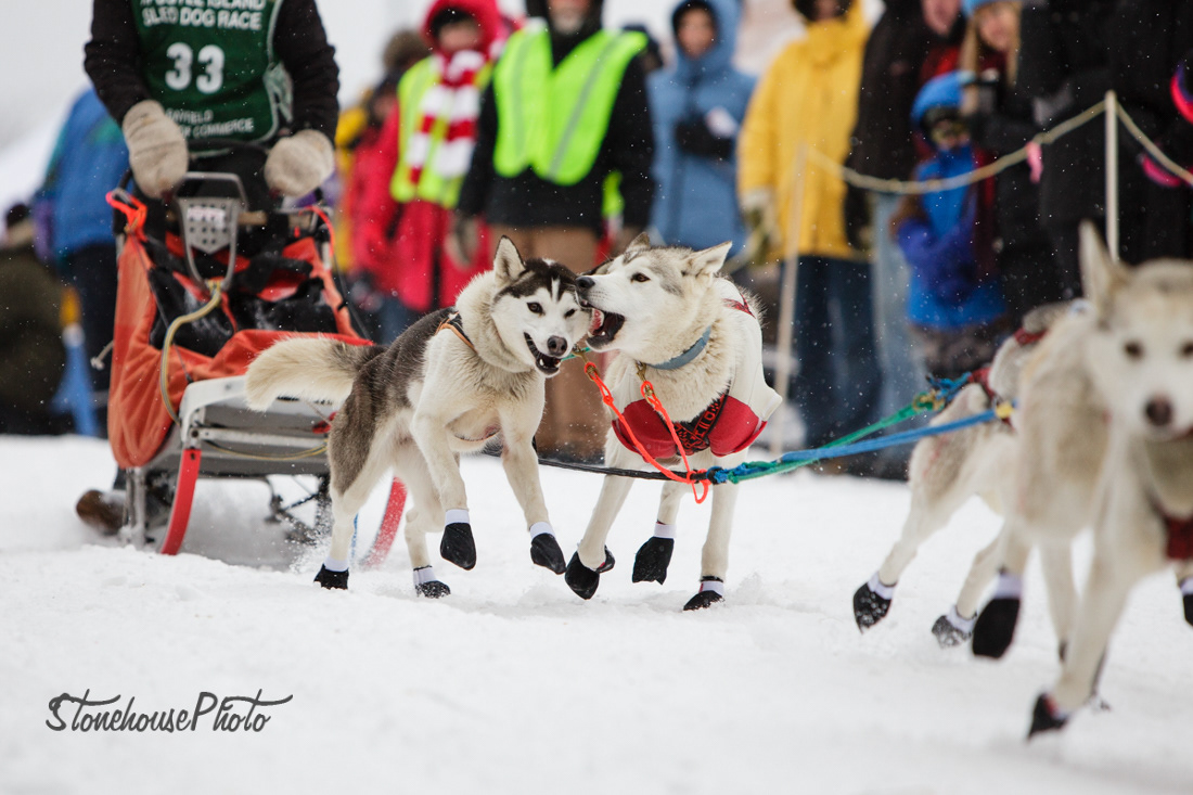 Commercial & Editorial Photography Hannah Stonehouse Hudson Dogs of