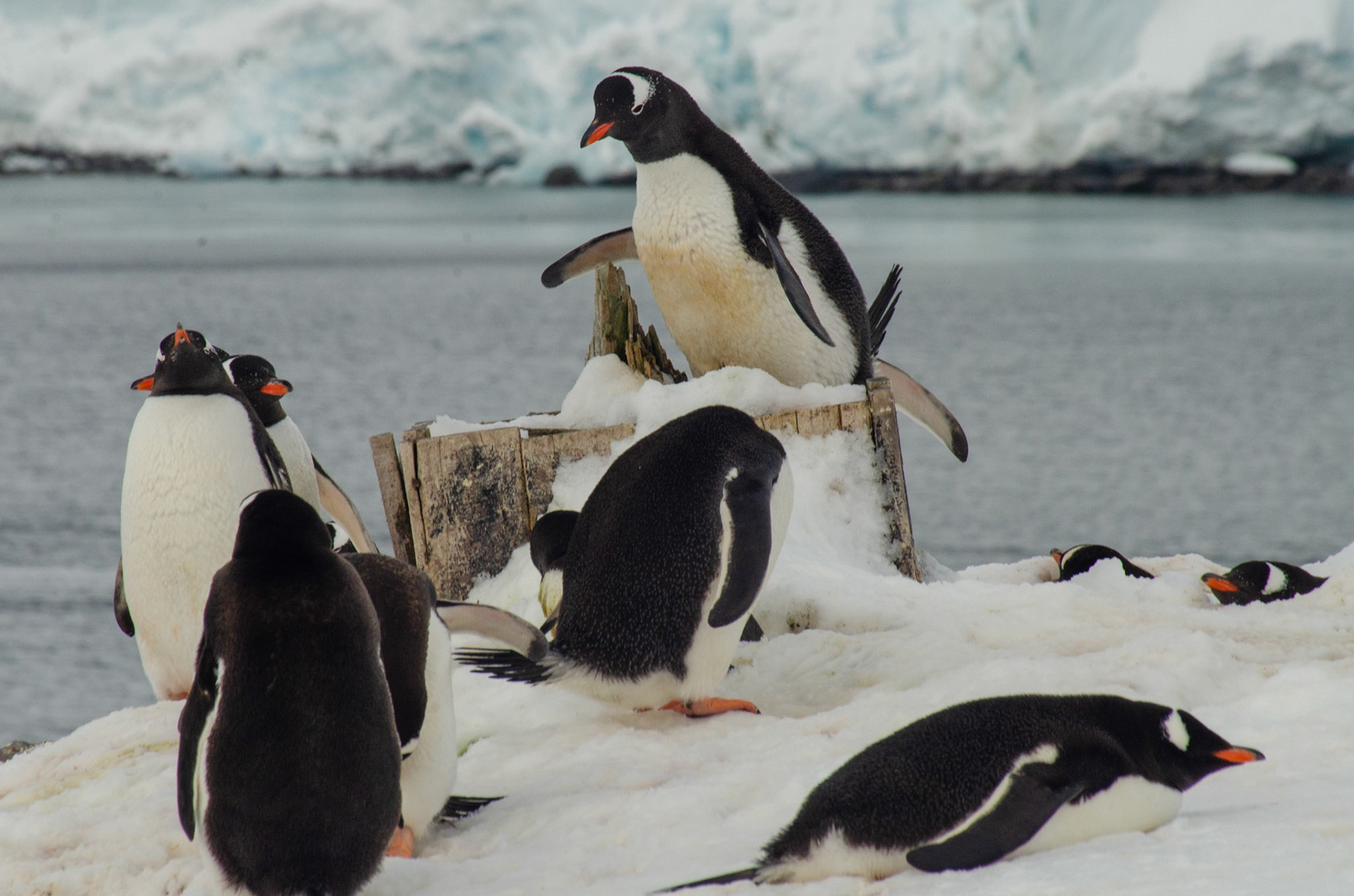 Lord Gentoo Holds Court