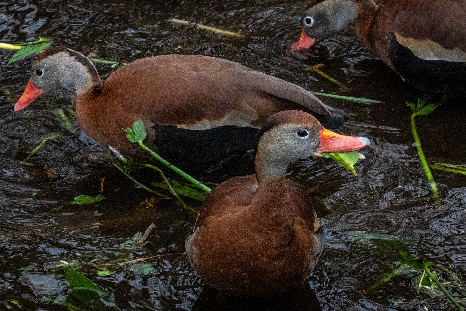 Black-bellied Whistling Ducks