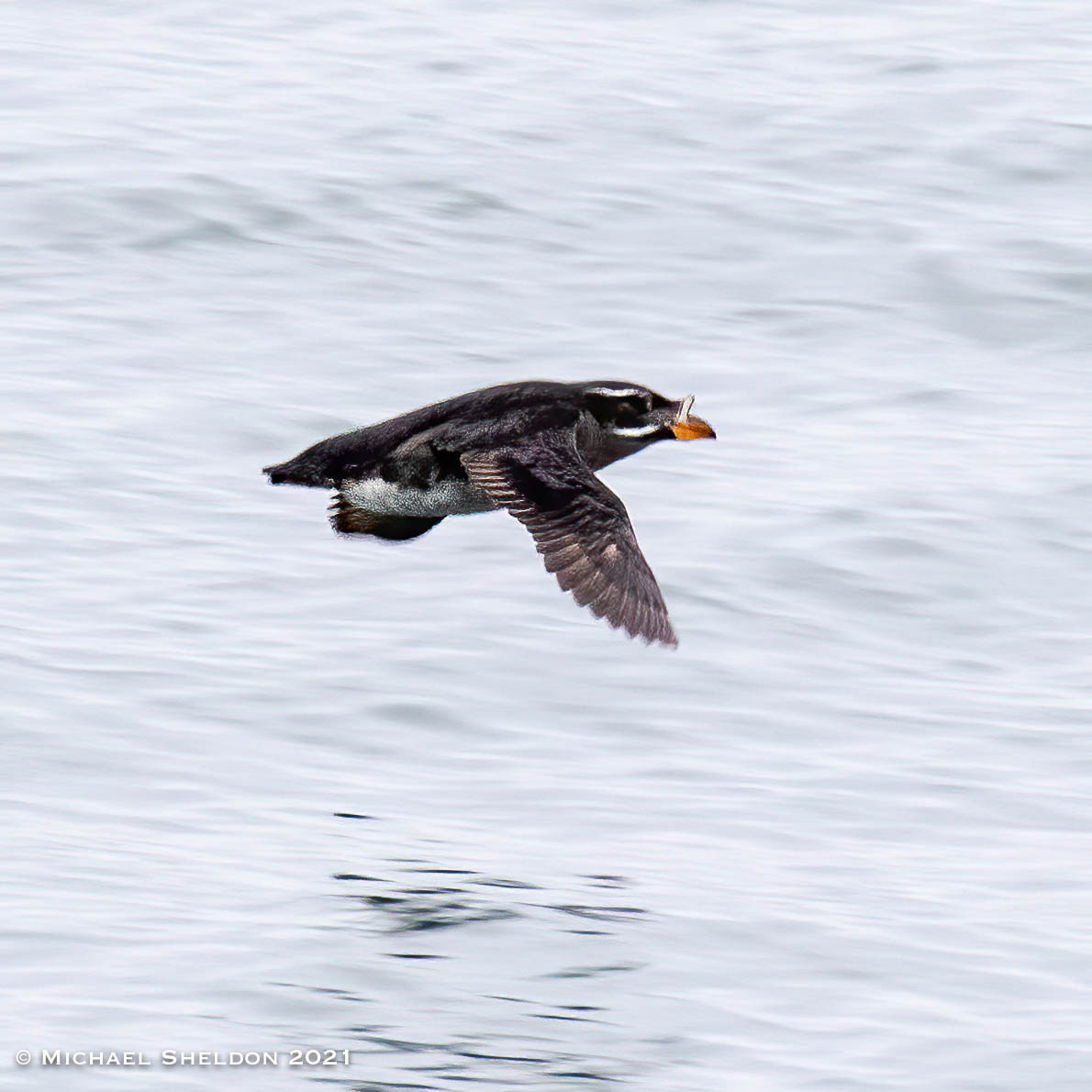 Rhinoceros Auklet