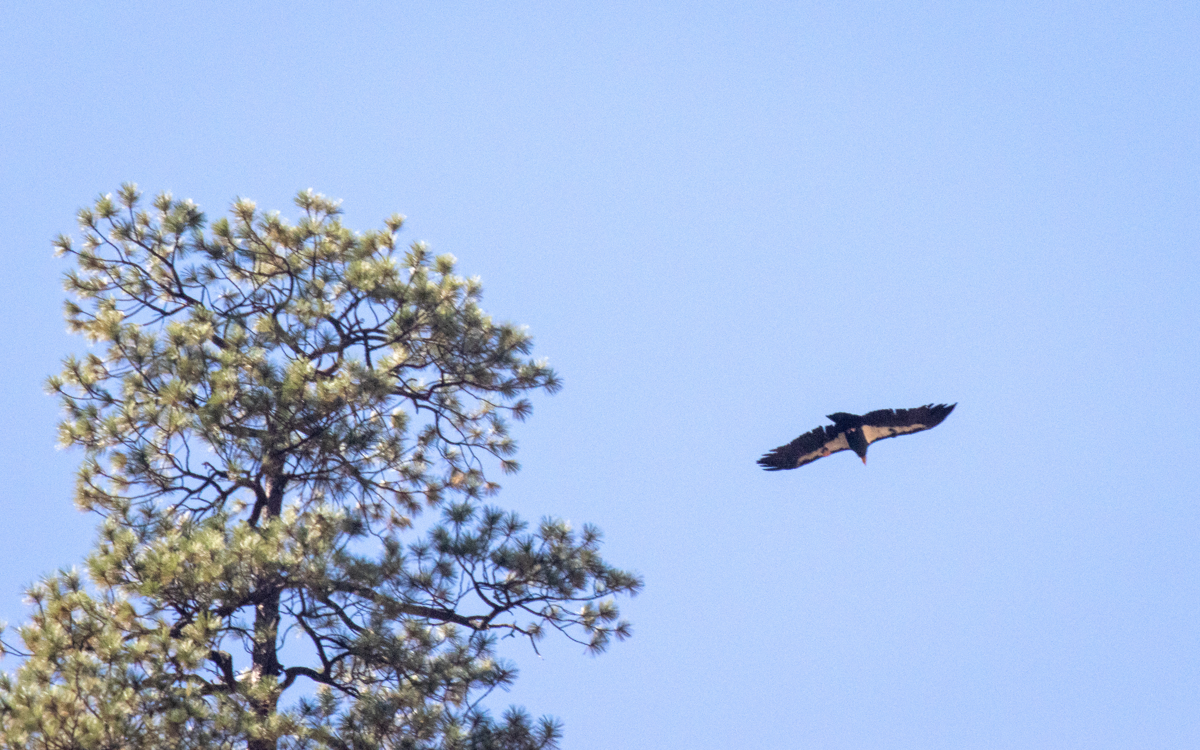 Condor's encore