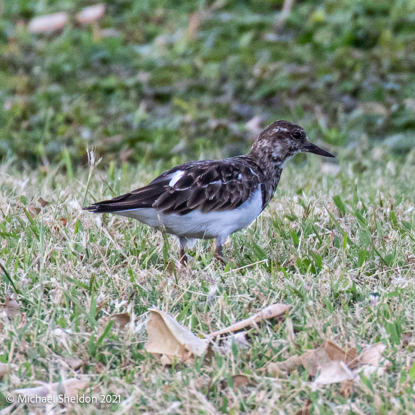 Ruddy Turnstone