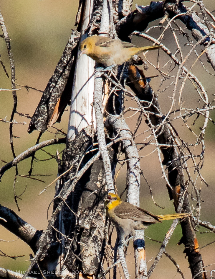 Bullock's Orioles, (female/juvenile)