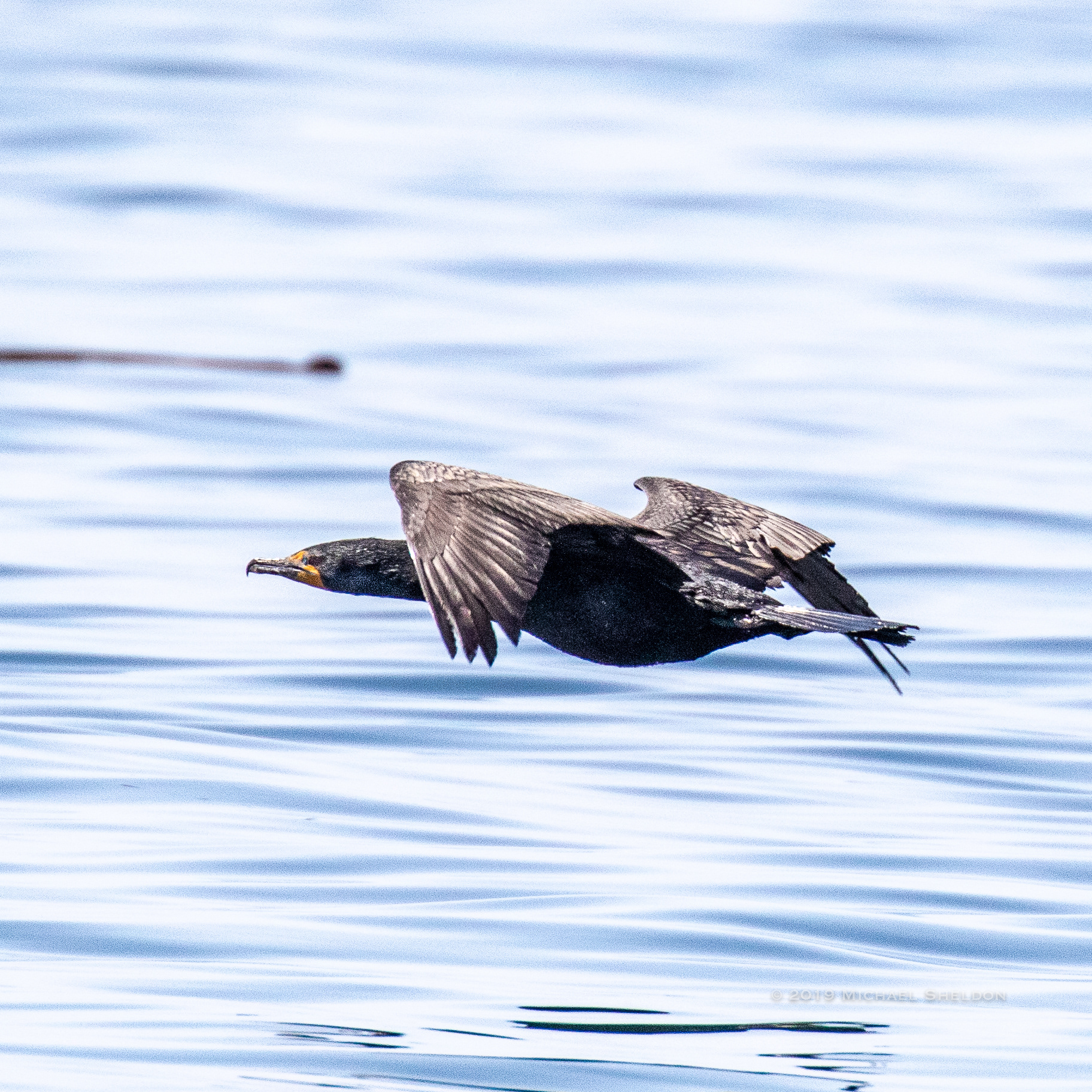 Where's this Cormorant going?