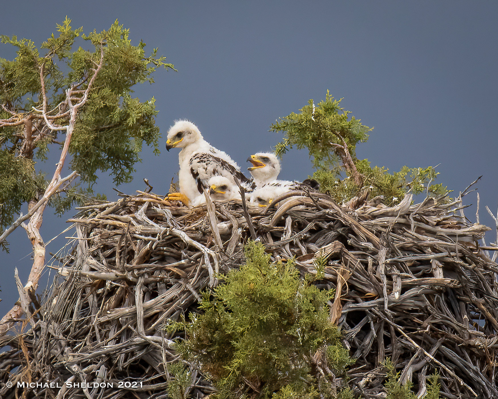 Ferruginous Hawk nest