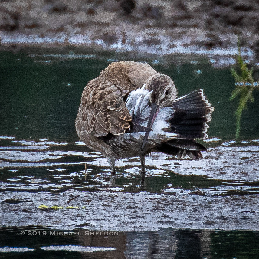 Hudsonian Godwit