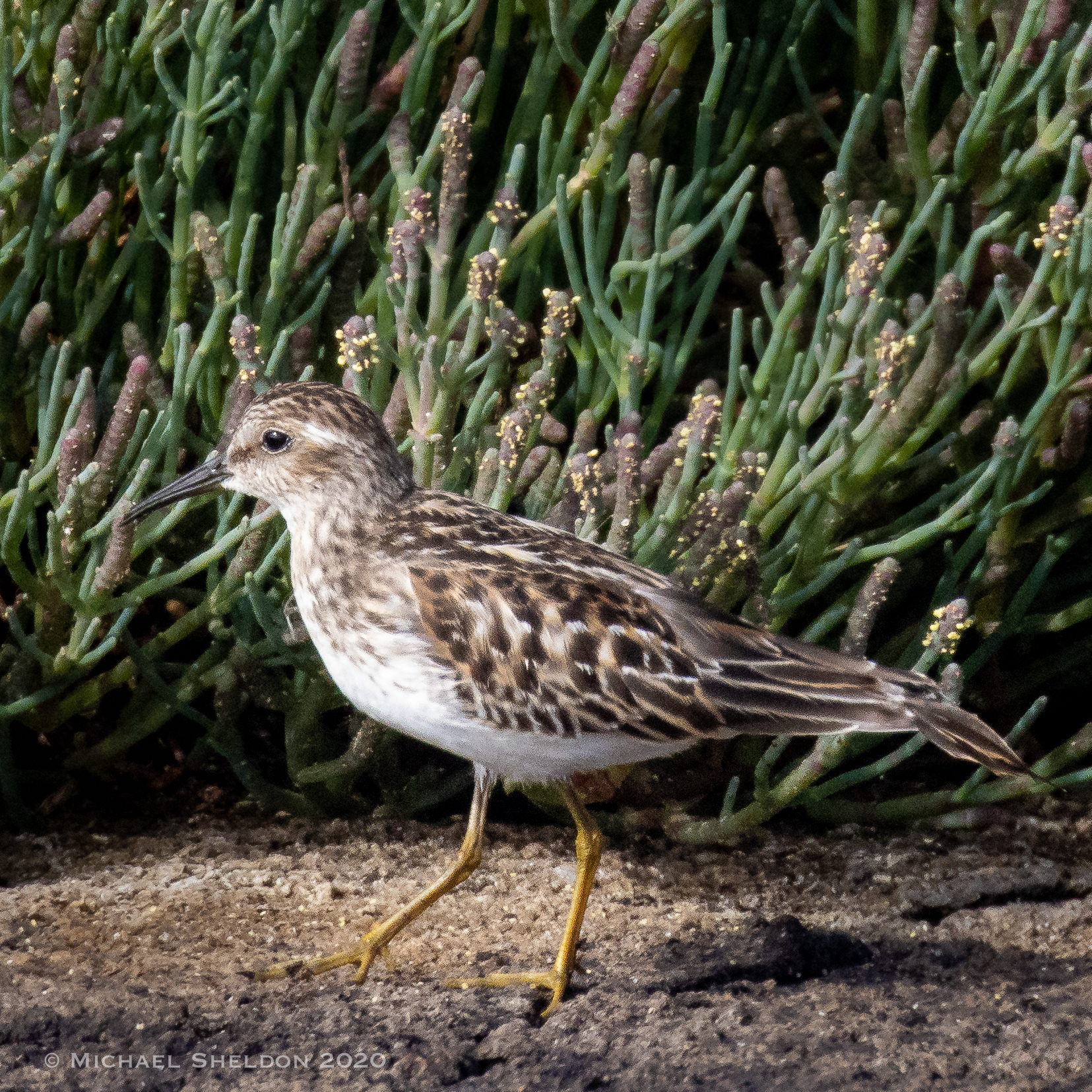 Long-toed Stint*