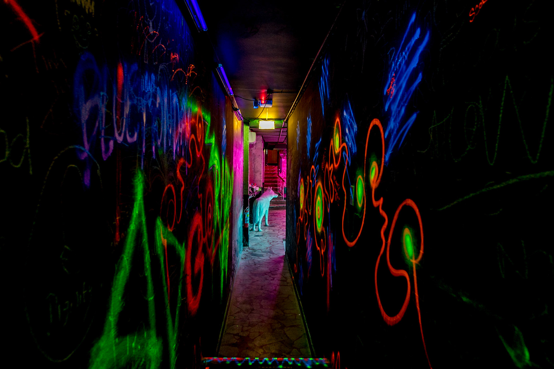 Cha Chis - Launch Images