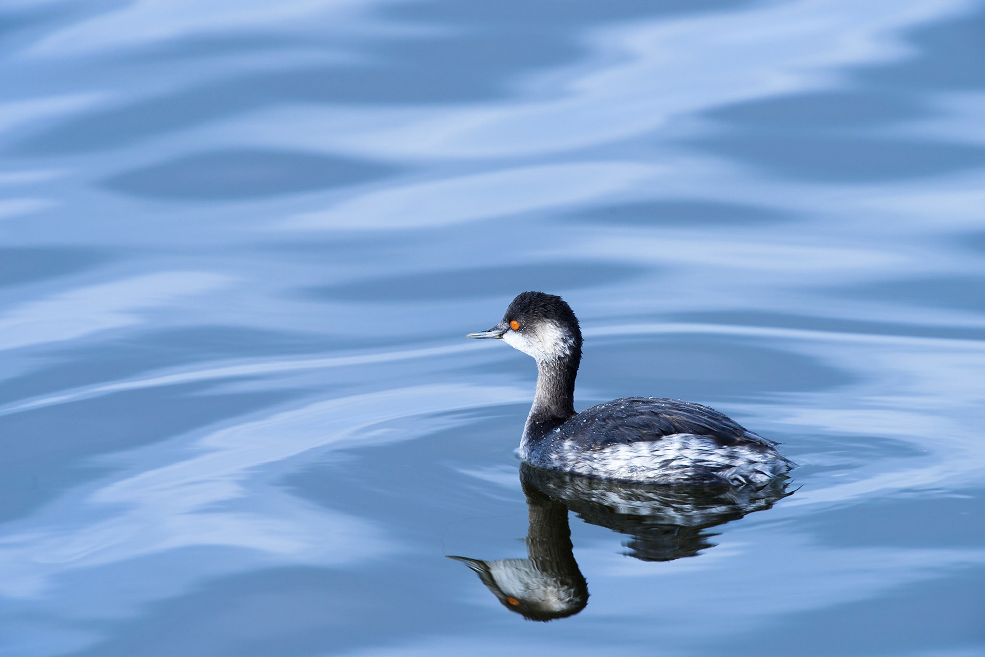 Tachybaptus ruficollis