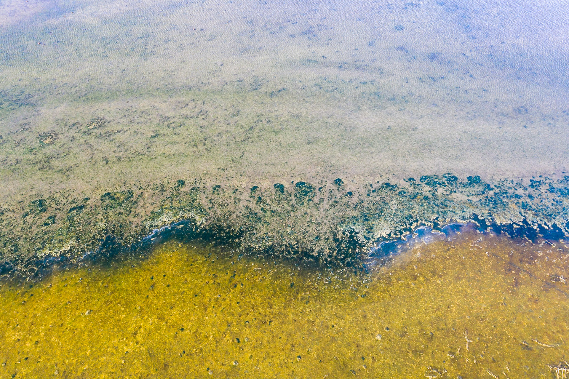 Salt marsh