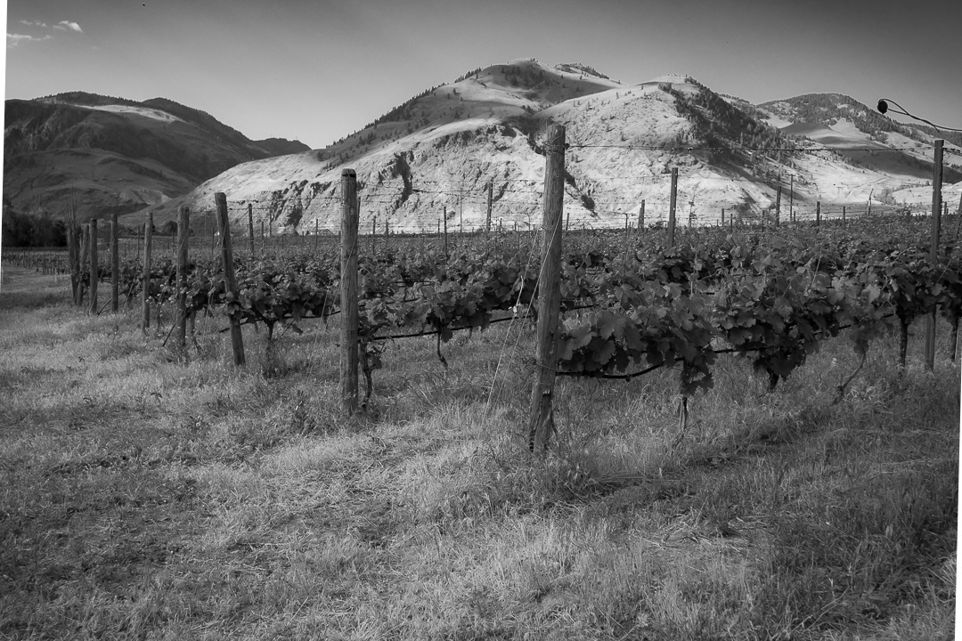 Exposure Wines - Viticulture and Vineyard Design