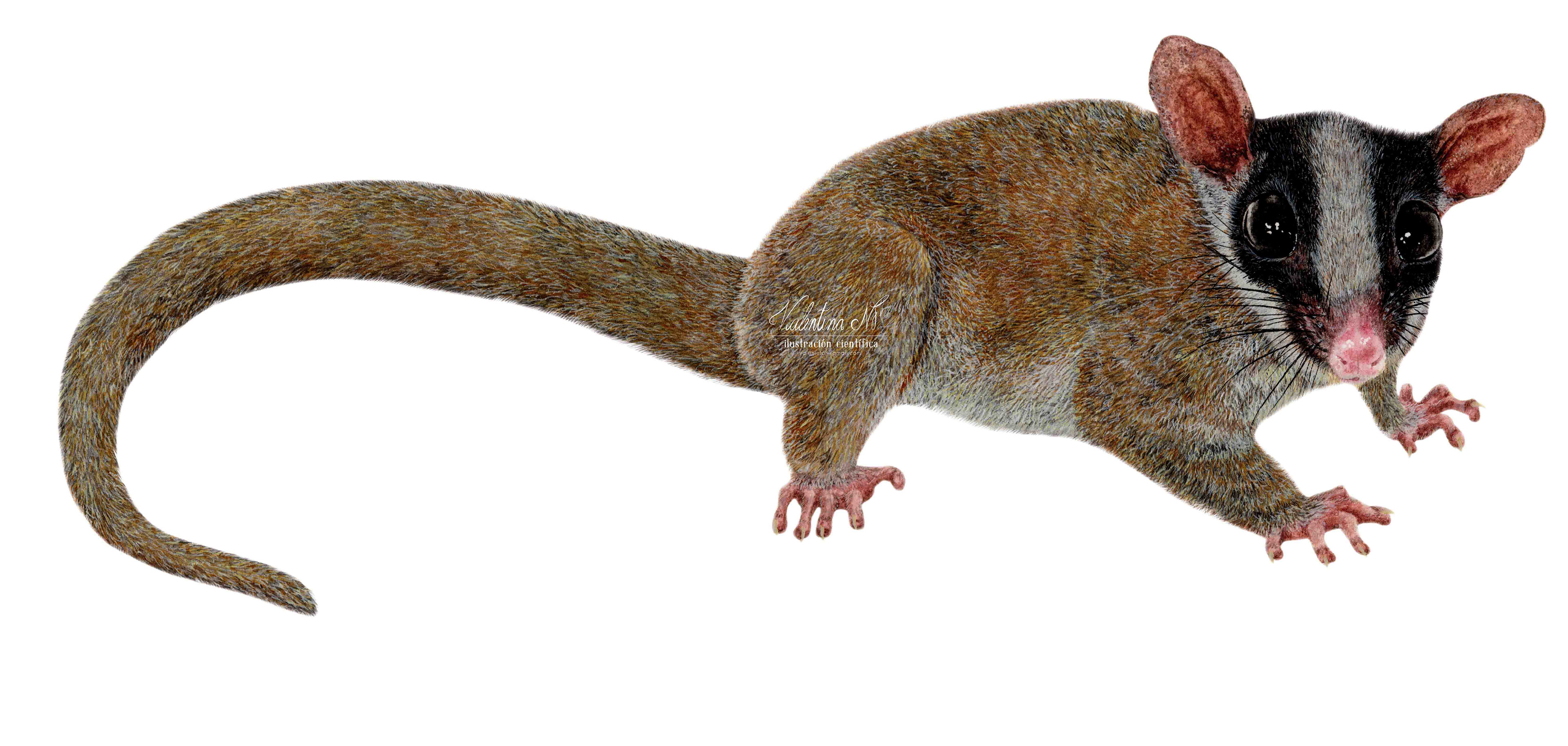 Glironia venusta