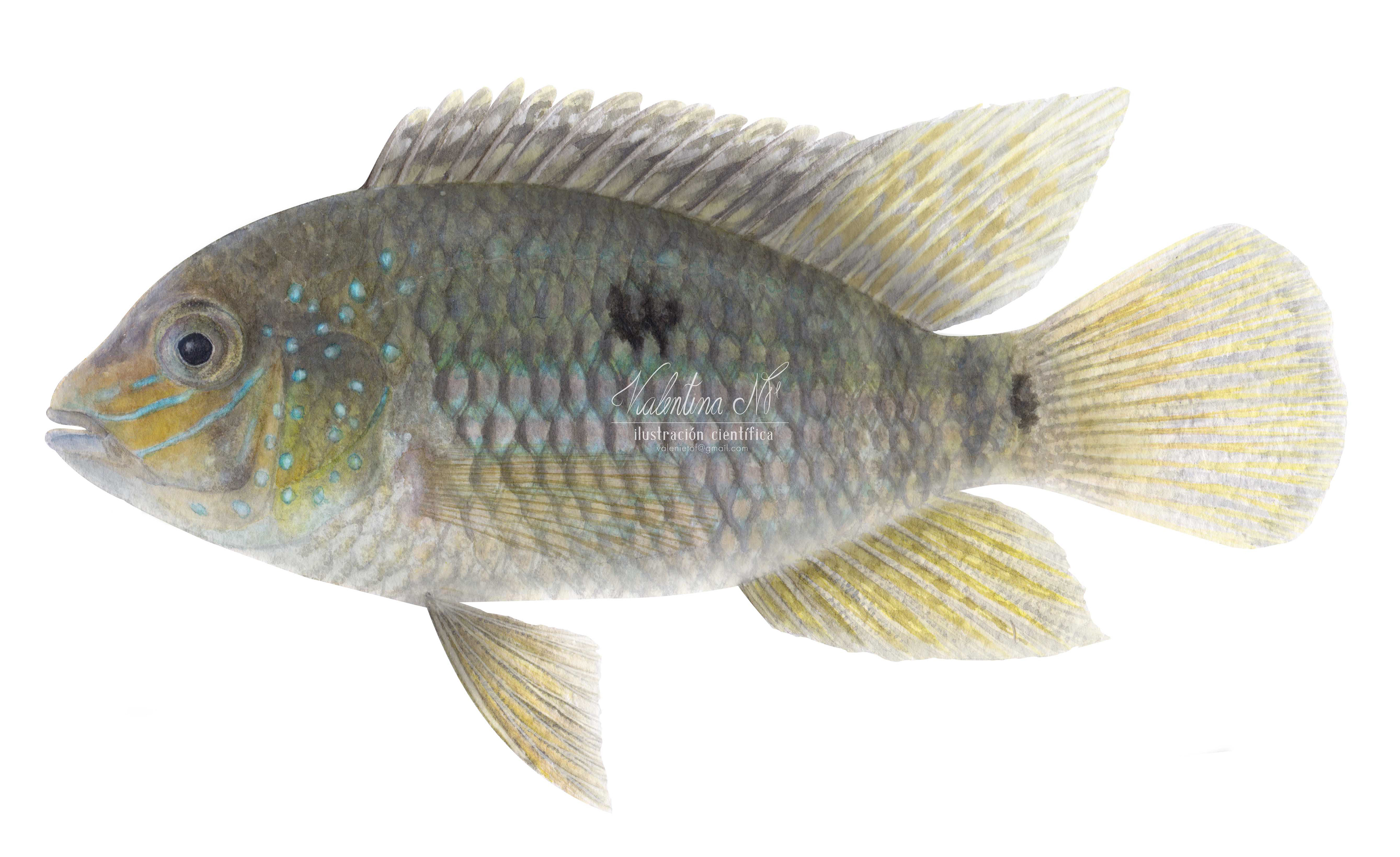 Andinoacara biseriatus