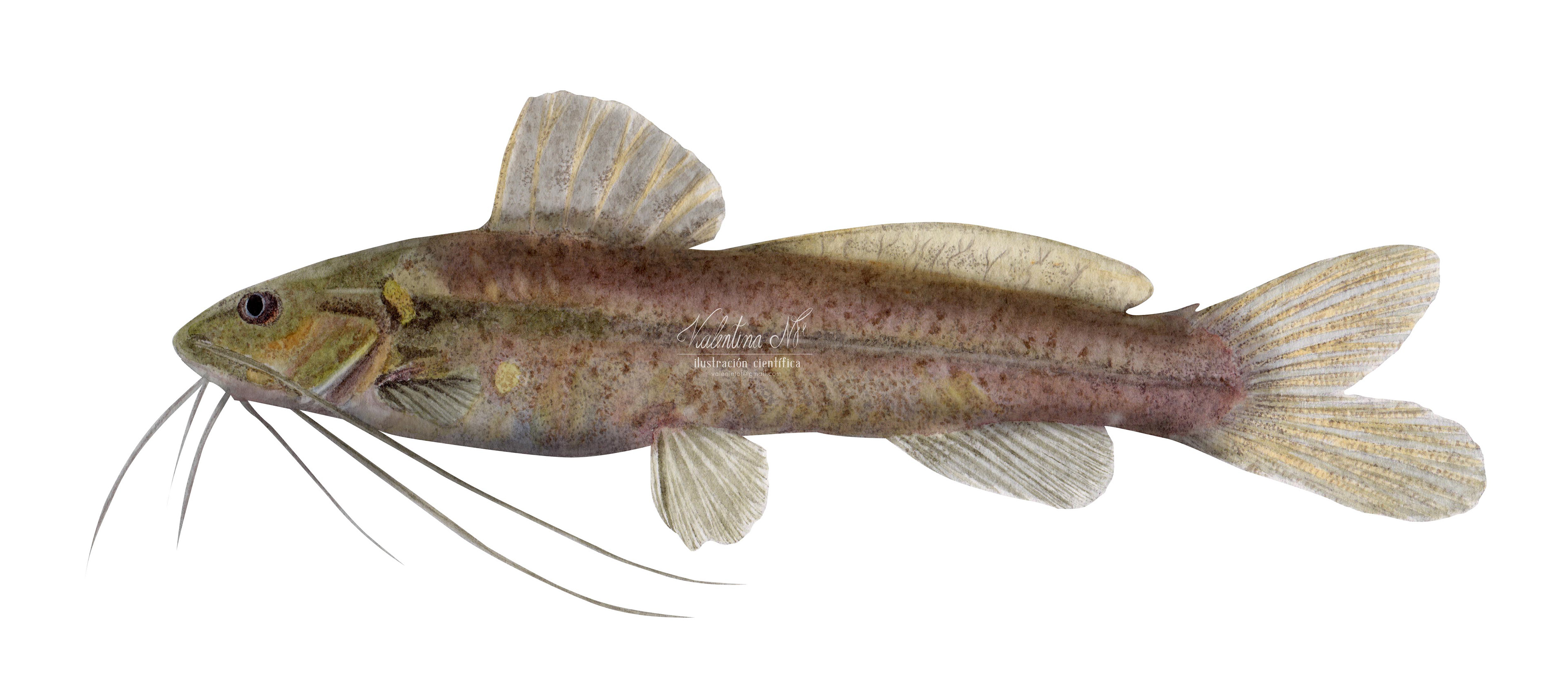 Rhamdia guatemalensis