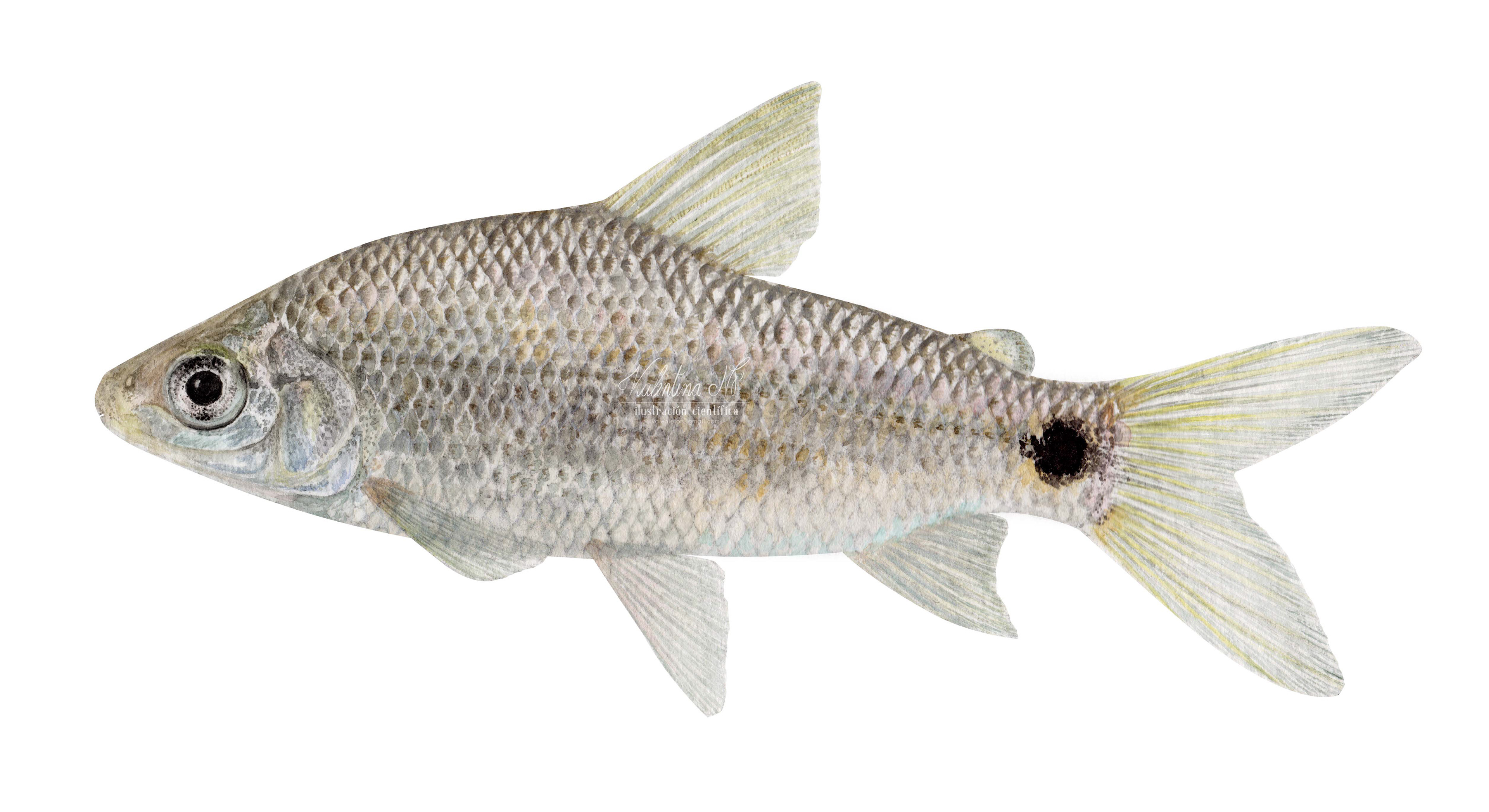Pseudocurimata lineopunctata