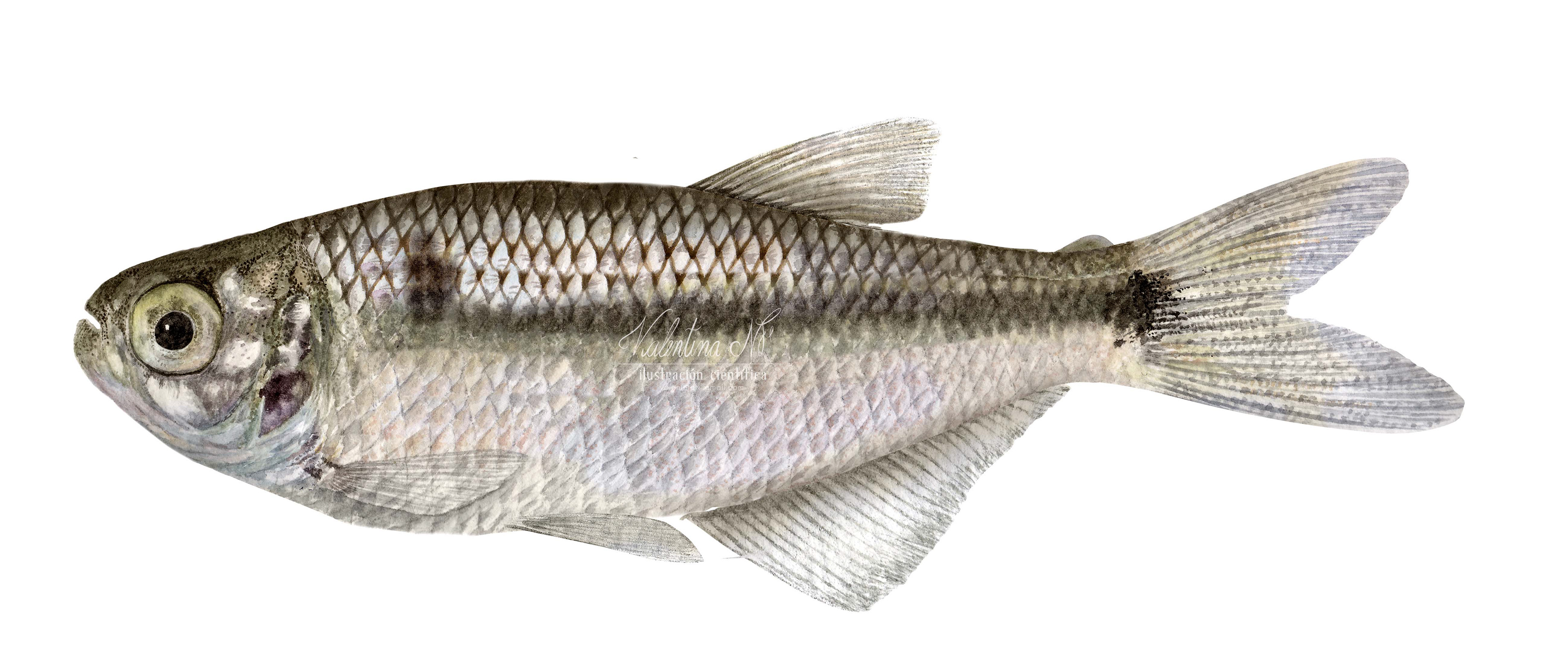 Eretmobrycon miraensis