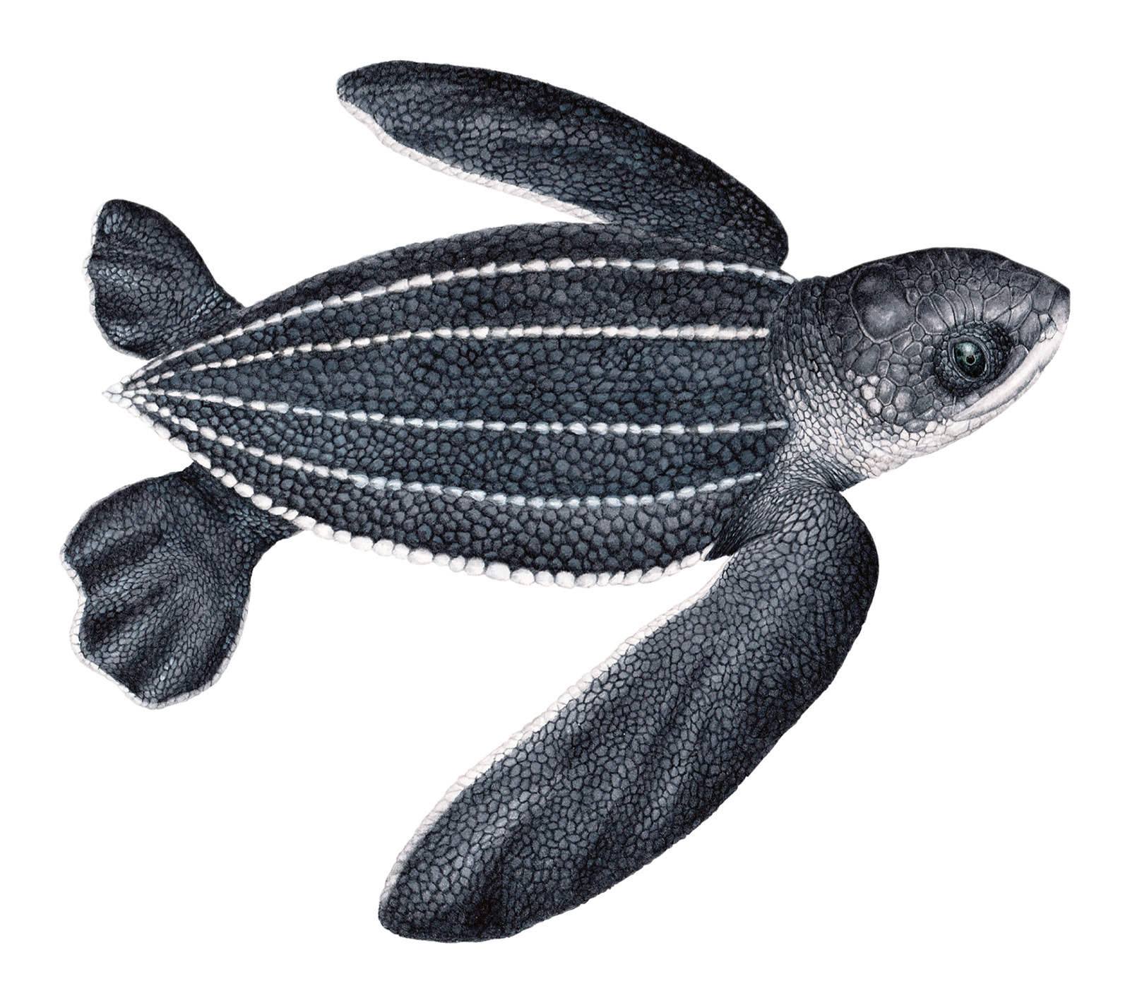 Dermochelys coriaceae (juvenil)