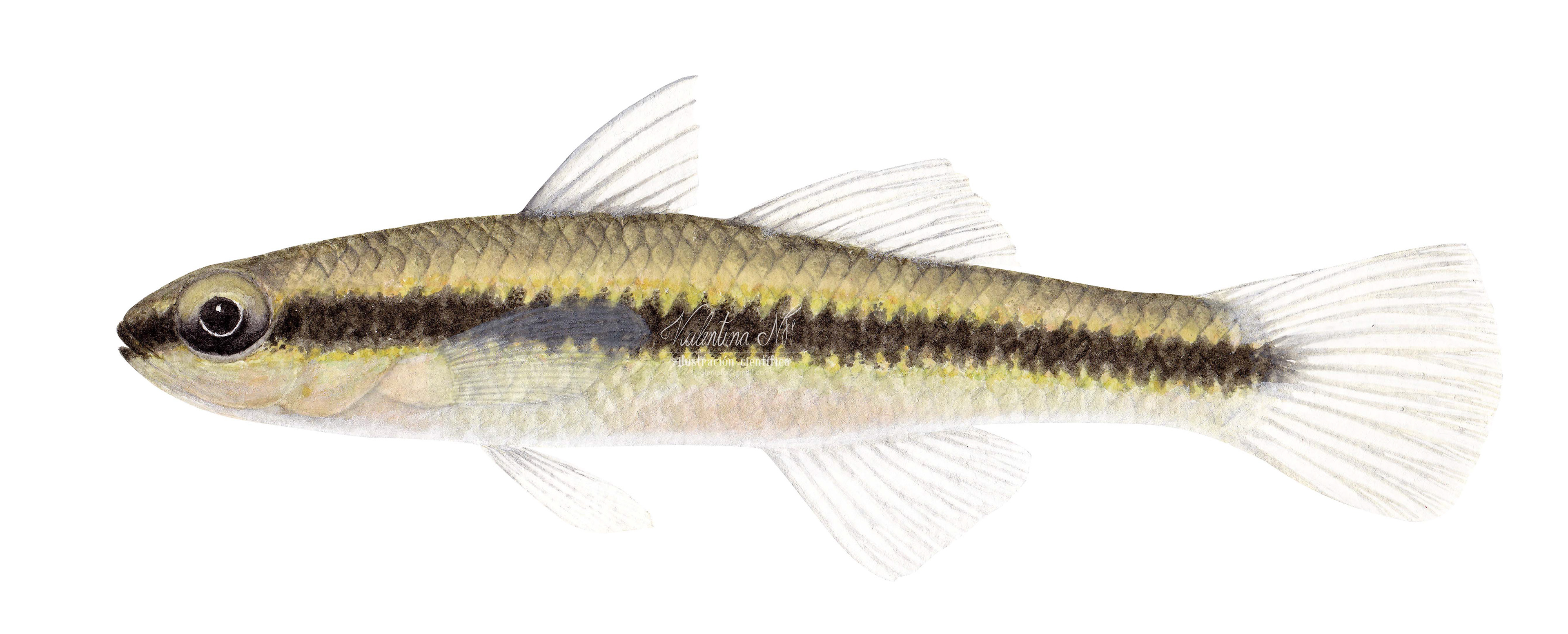 Hemieleotris latifasciata