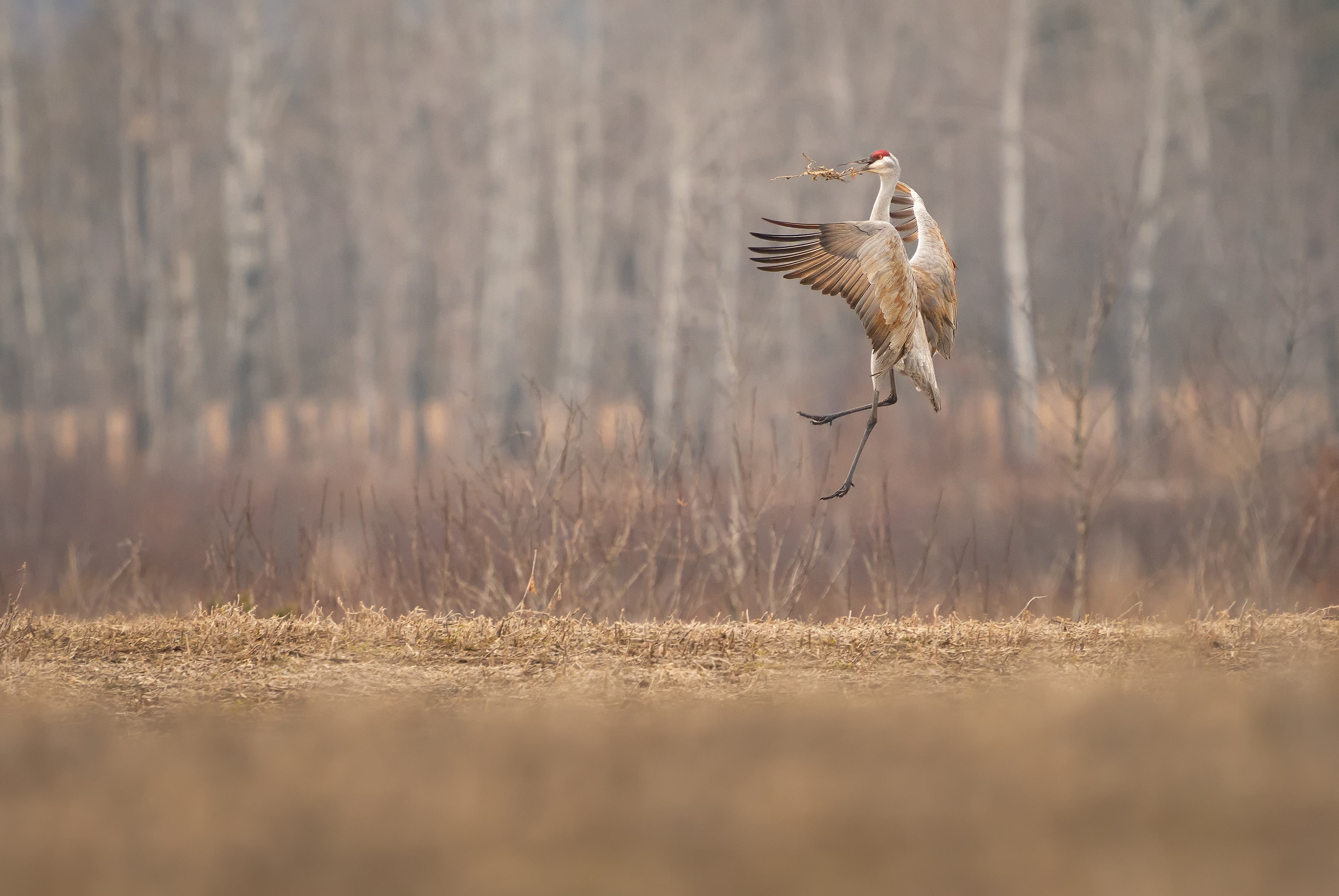 Sandhill Crane by Ryan Mense