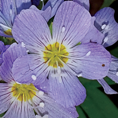 Showy Jacob's Ladder