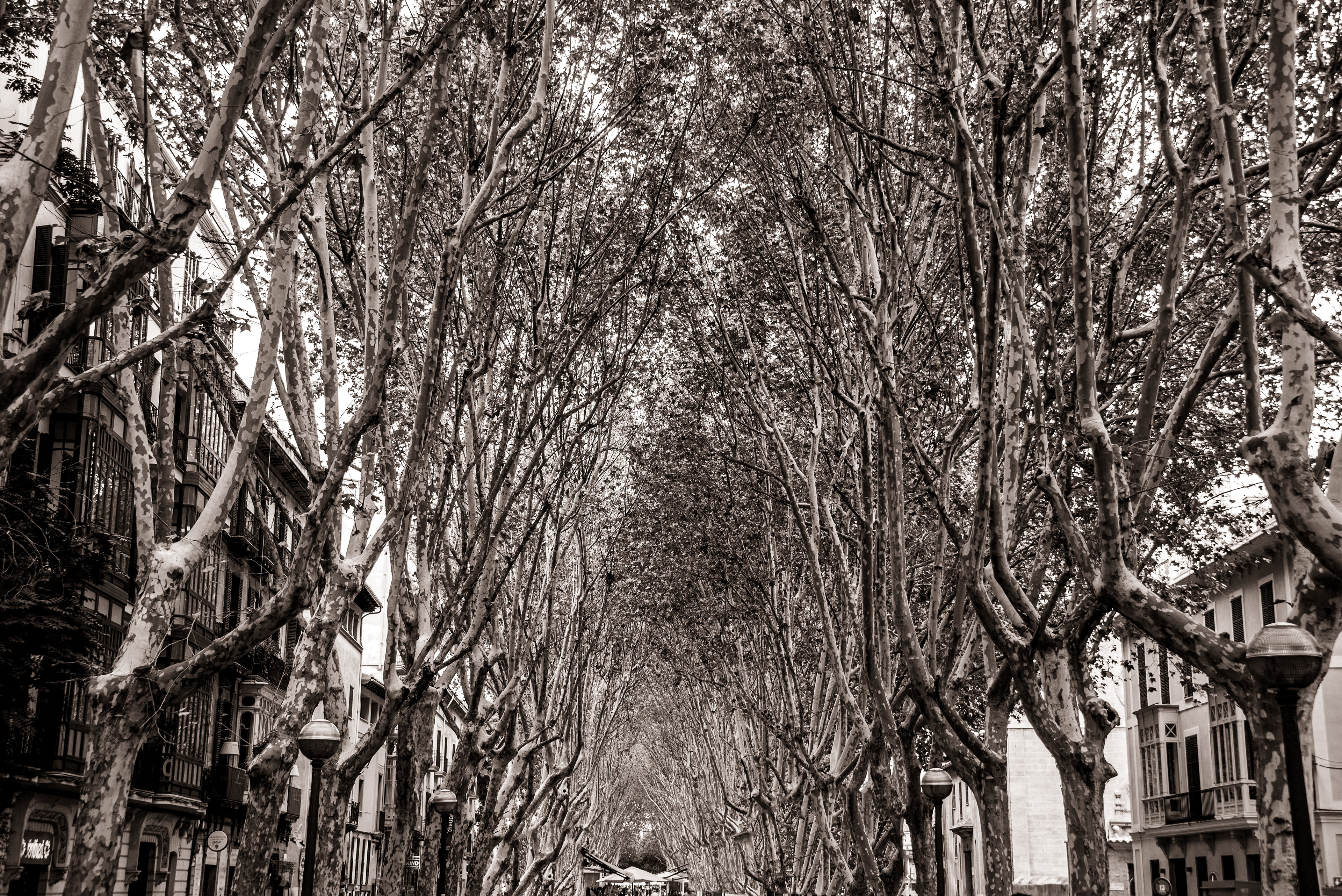 Urban Arbor in Palma, Mallorca. ©2016, Corey Sandler