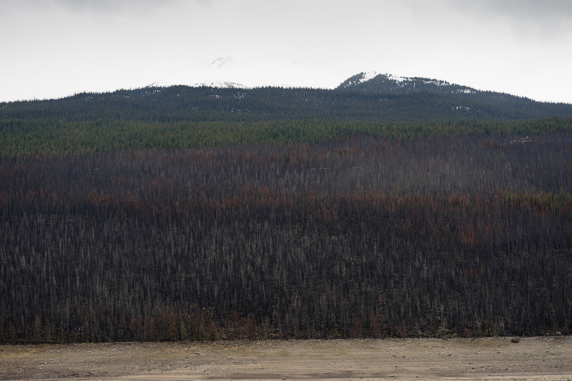 A burnt hillside in the Canadian Rockies, near Moraine Lake